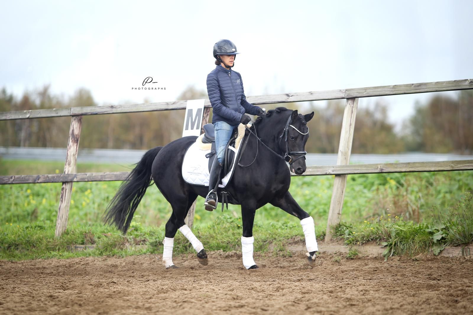 new-forest allround-pony merrie 9 år zwart til salg - Foto 3