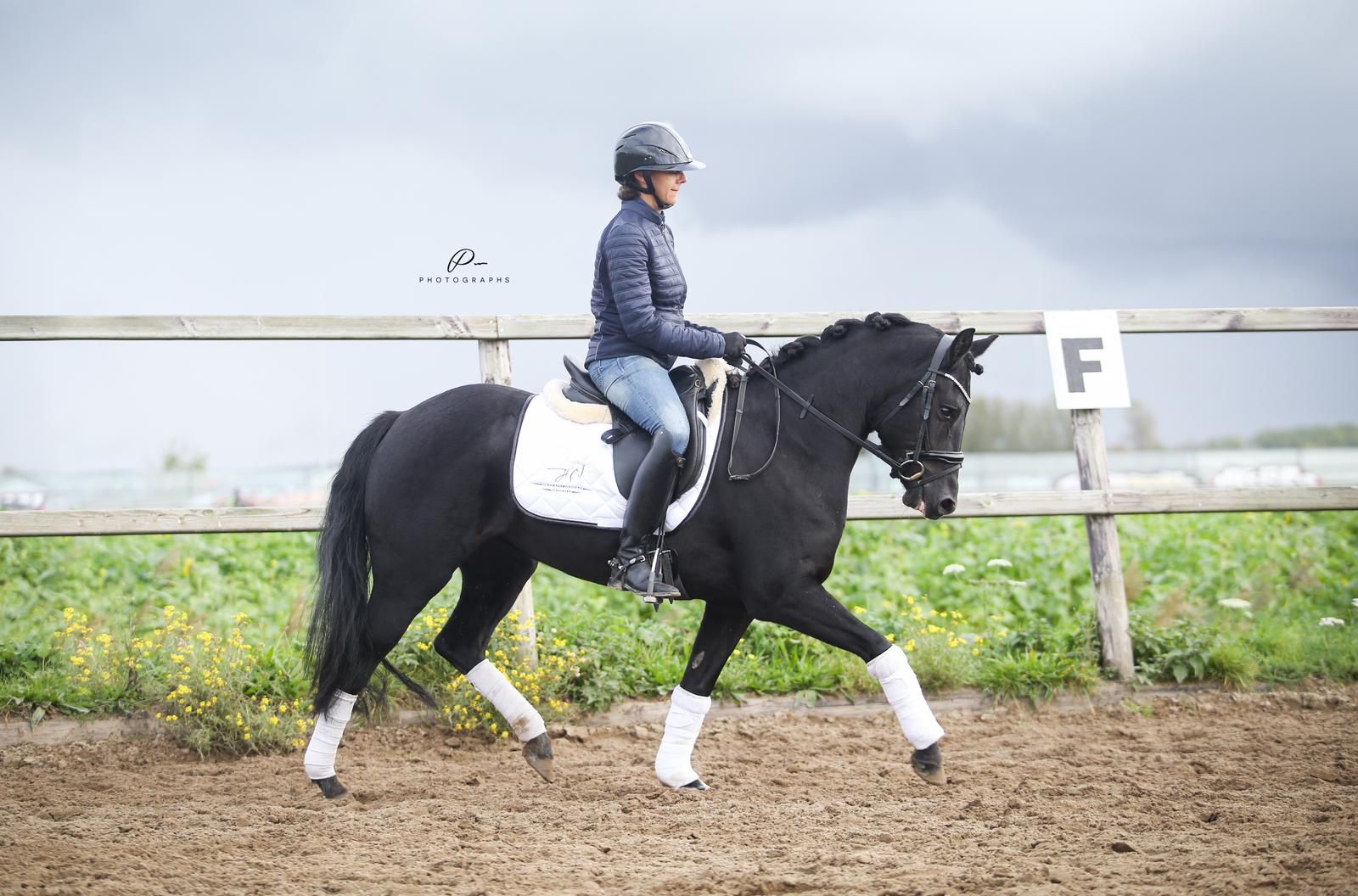 new-forest allround-pony merrie 9 år zwart til salg - Foto 4