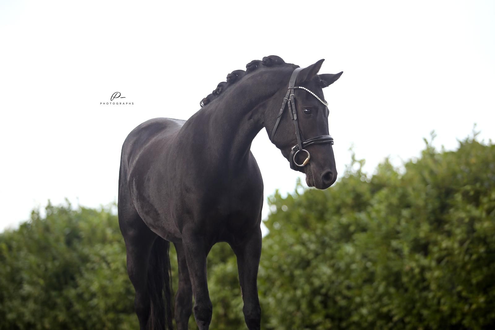 Smuk New Forest-hoppe