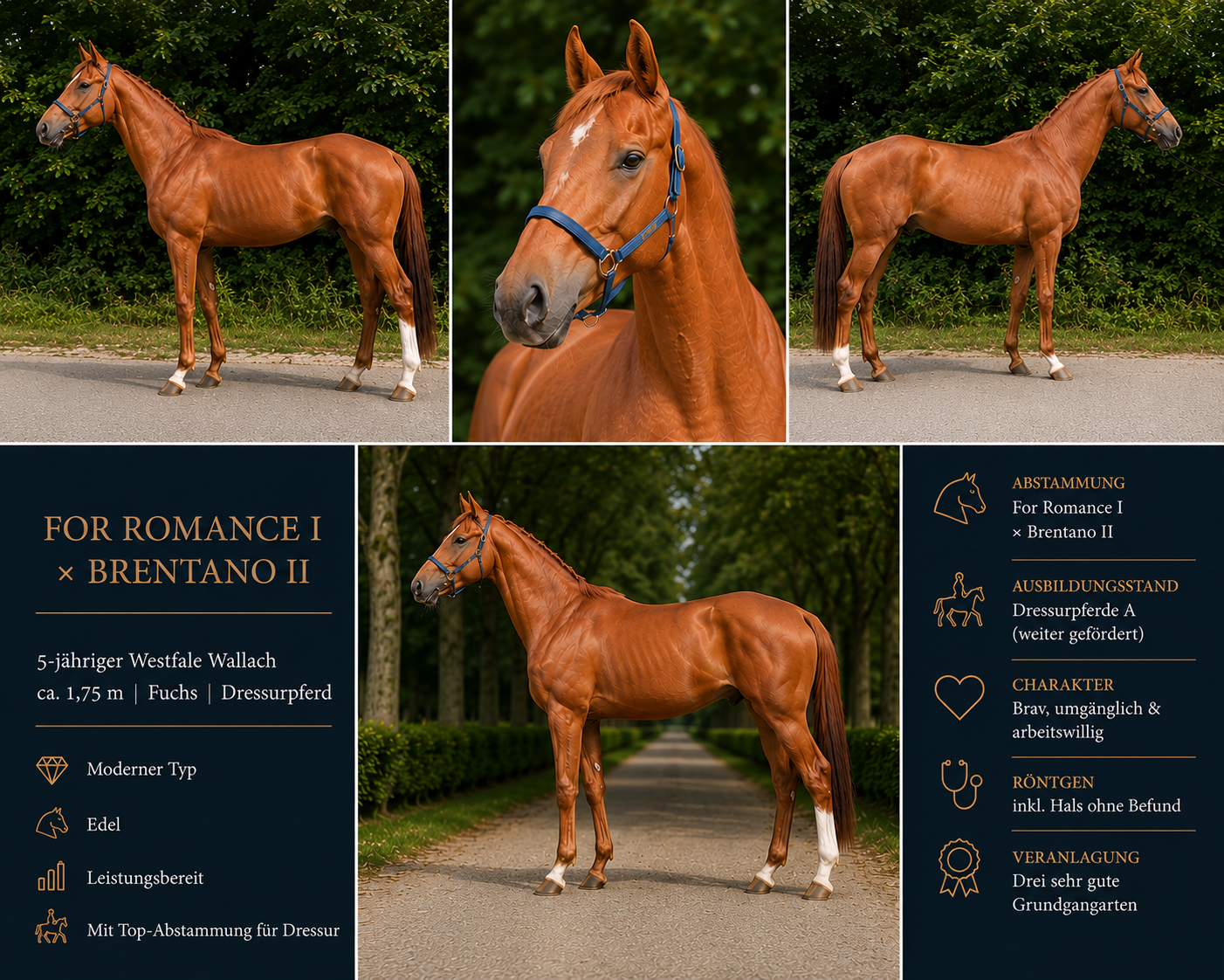 Expressive dressage gelding by For Romance I × Brentano II