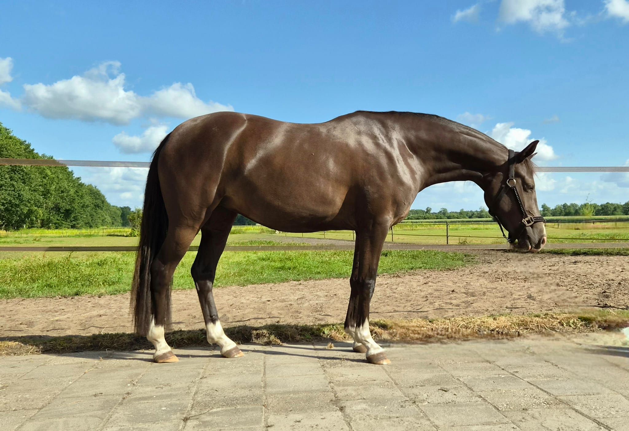 welsh dressuurpony merrie 3 lat andere-kleur na sprzedaż - Zdjęcie 2