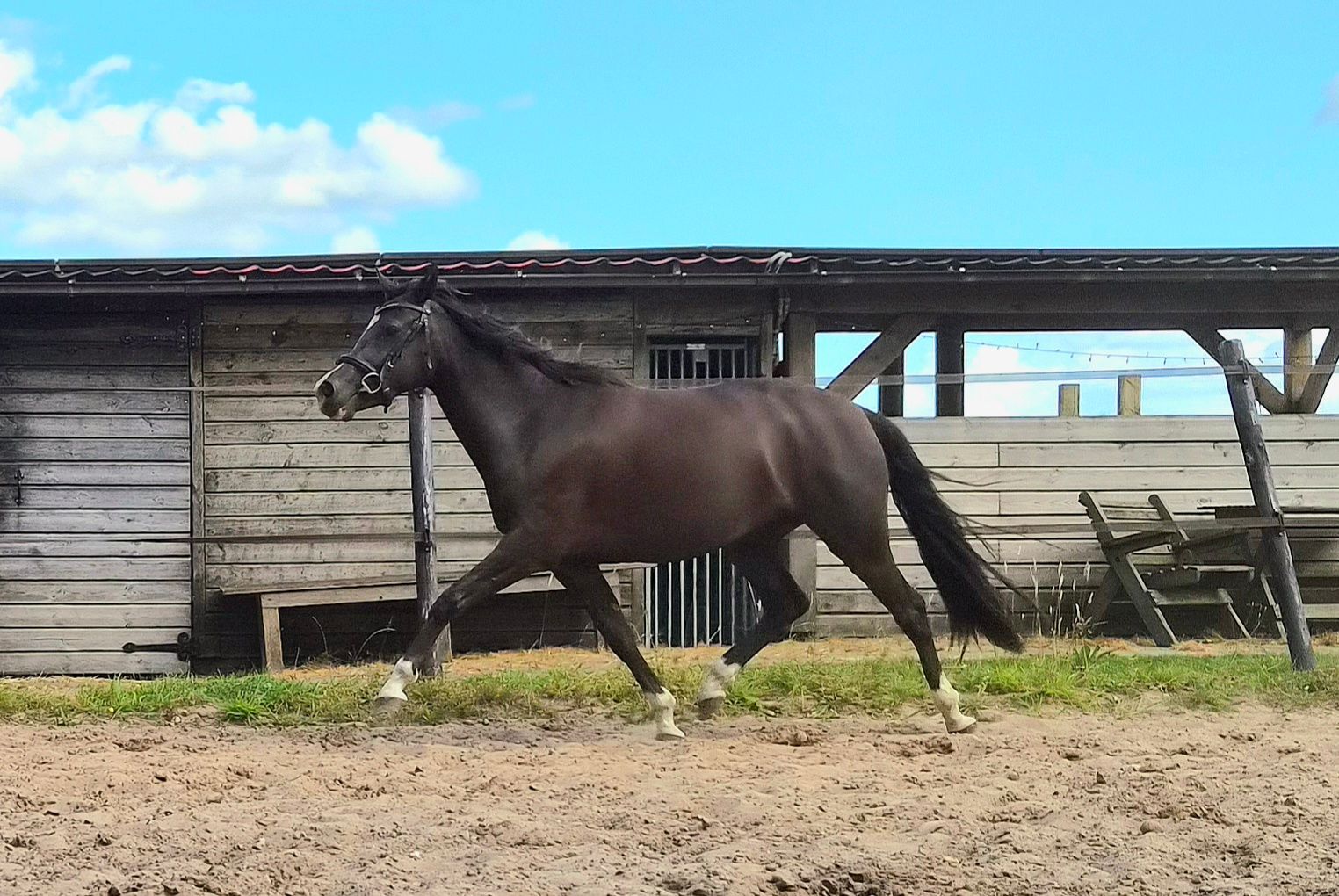 welsh dressuurpony merrie 3 lat andere-kleur na sprzedaż - Zdjęcie 3