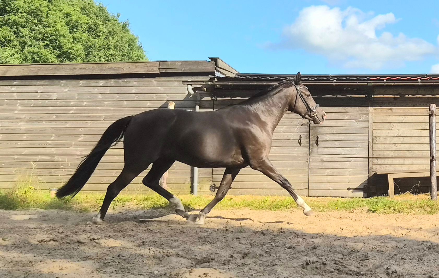welsh dressuurpony merrie 3 lat andere-kleur na sprzedaż - Zdjęcie 4