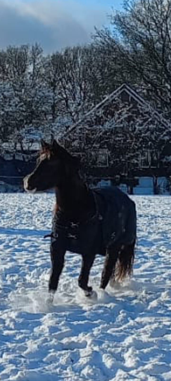 welsh dressuurpony merrie 3 lat andere-kleur na sprzedaż - Zdjęcie 5