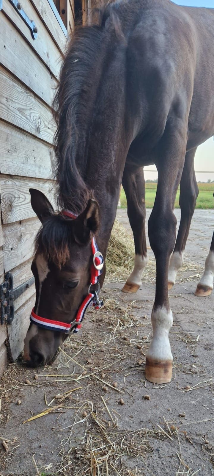 welsh dressuurpony merrie 3 lat andere-kleur na sprzedaż - Zdjęcie 6