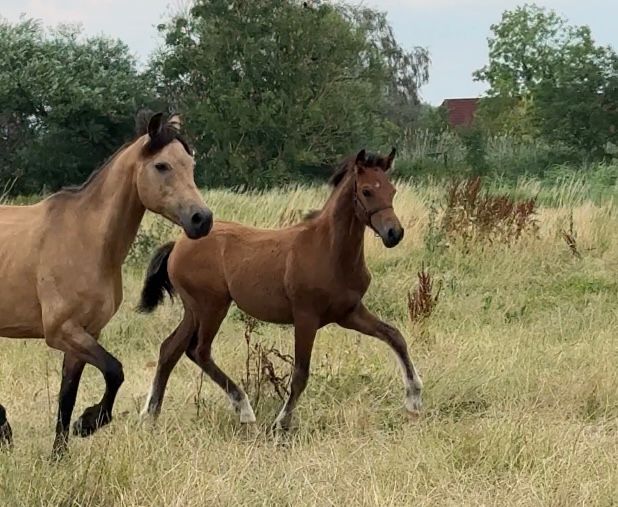 new-forest dressuurpony merrie 0 ani andere-kleur de vânzare - Foto 5