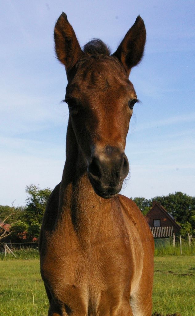 new-forest dressuurpony merrie 0 ani andere-kleur de vânzare - Foto 2