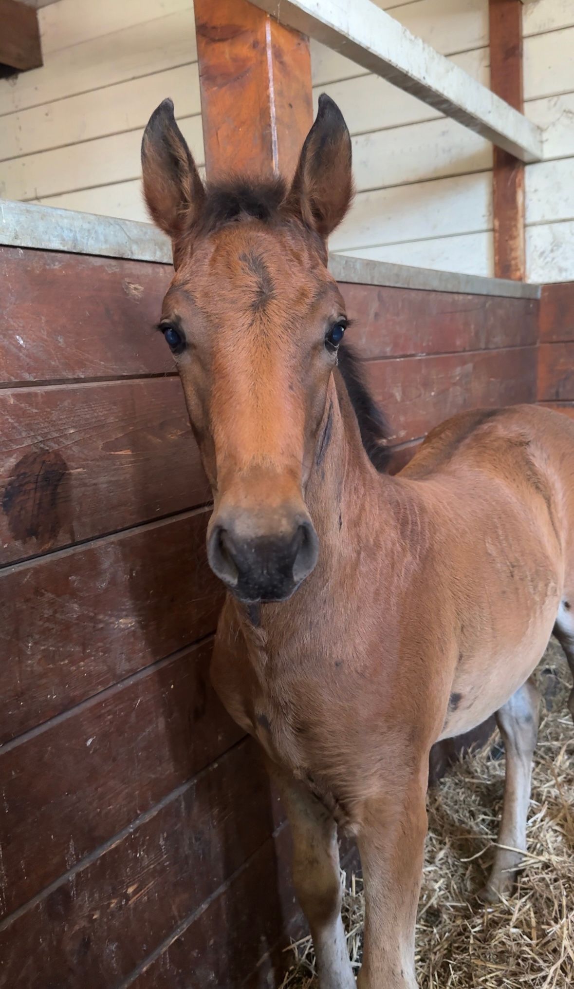 new-forest dressuurpony merrie 0 ani andere-kleur de vânzare - Foto 4