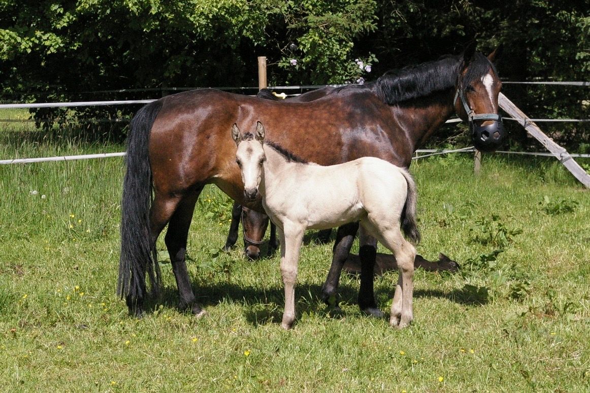 new-forest dressuurpony merrie 0 ani andere-kleur de vânzare - Foto 6