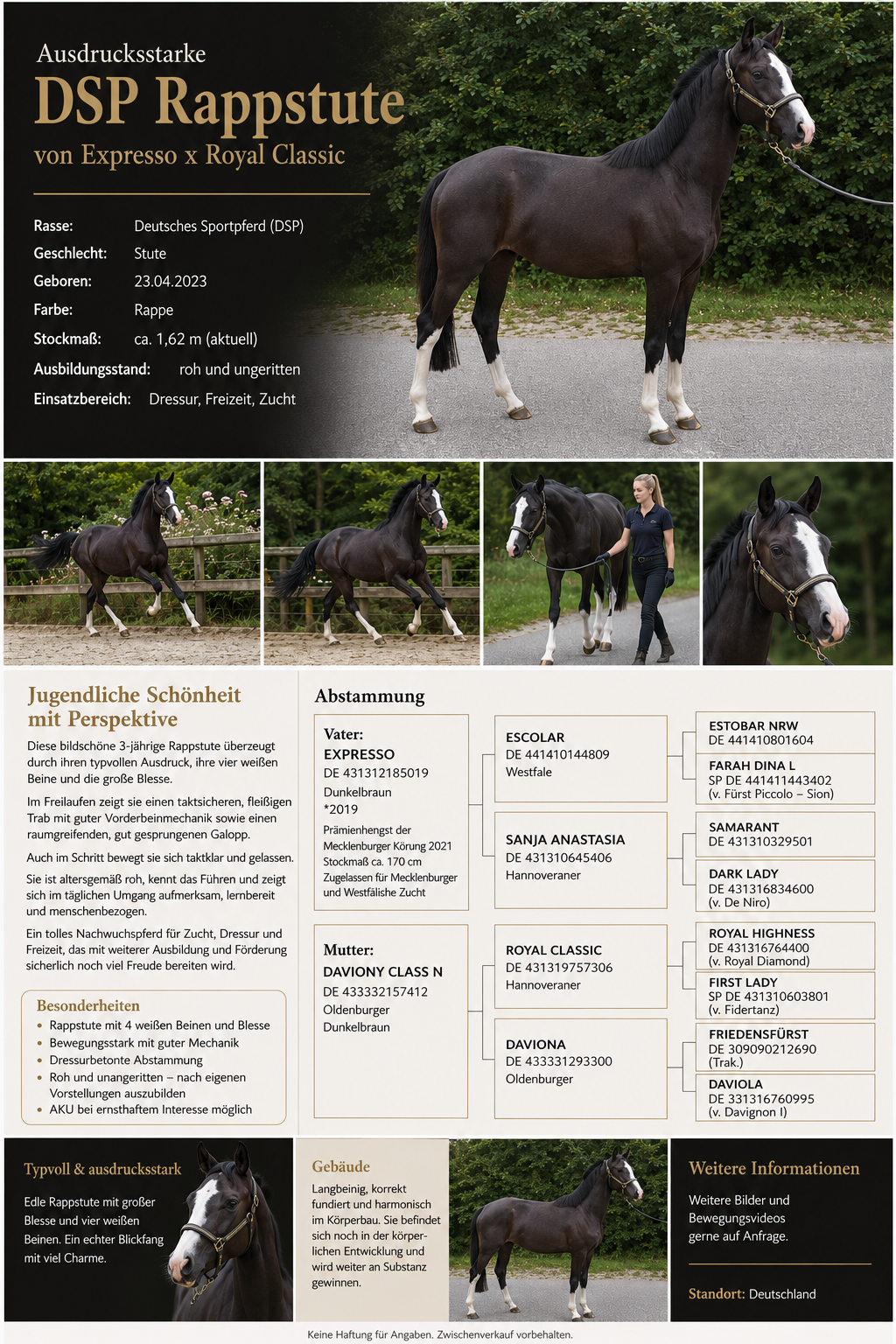 Expressive 3-year-old DSP black mare by Expresso x Royal Classic