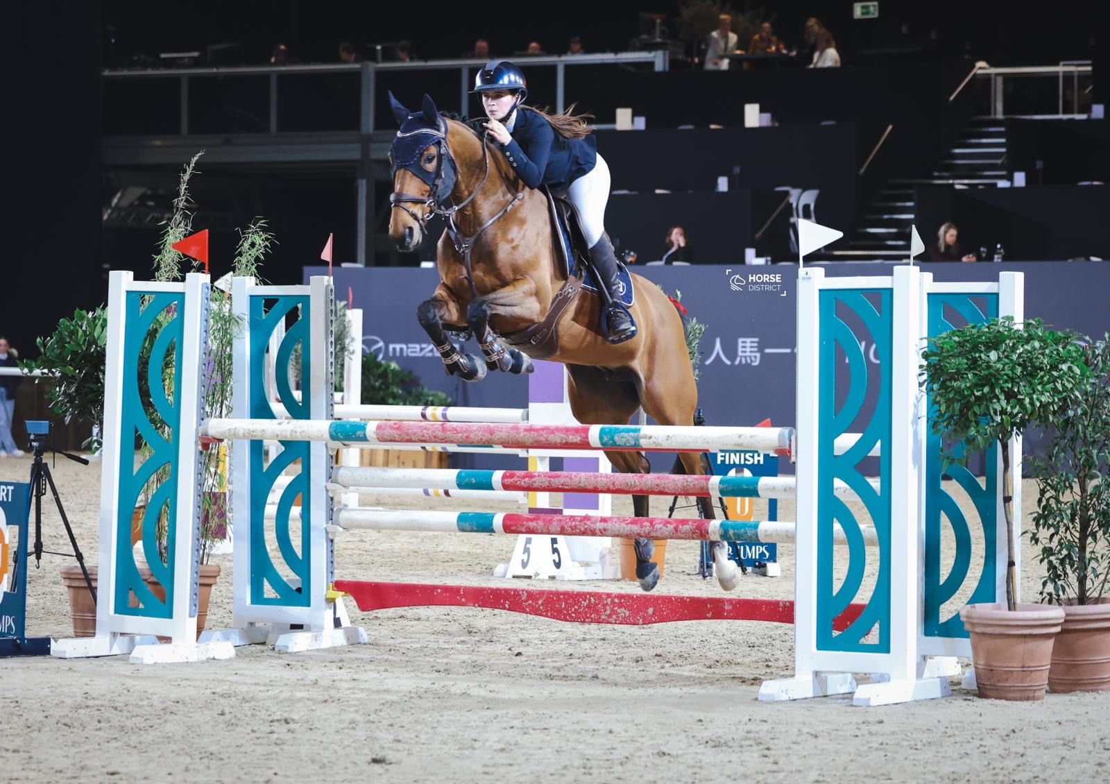 zangersheide springpaard merrie 10 años bruin en venta - Foto 2