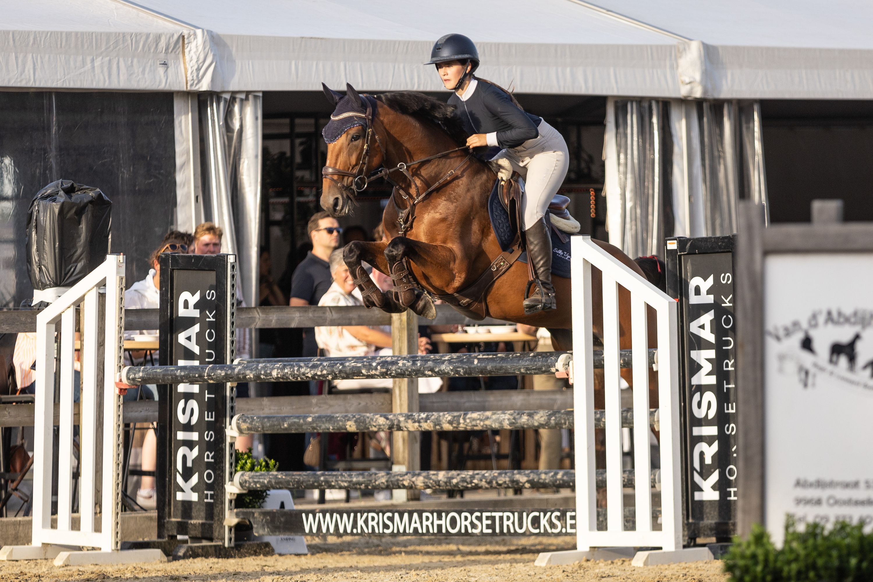 zangersheide springpaard merrie 10 años bruin en venta - Foto 3