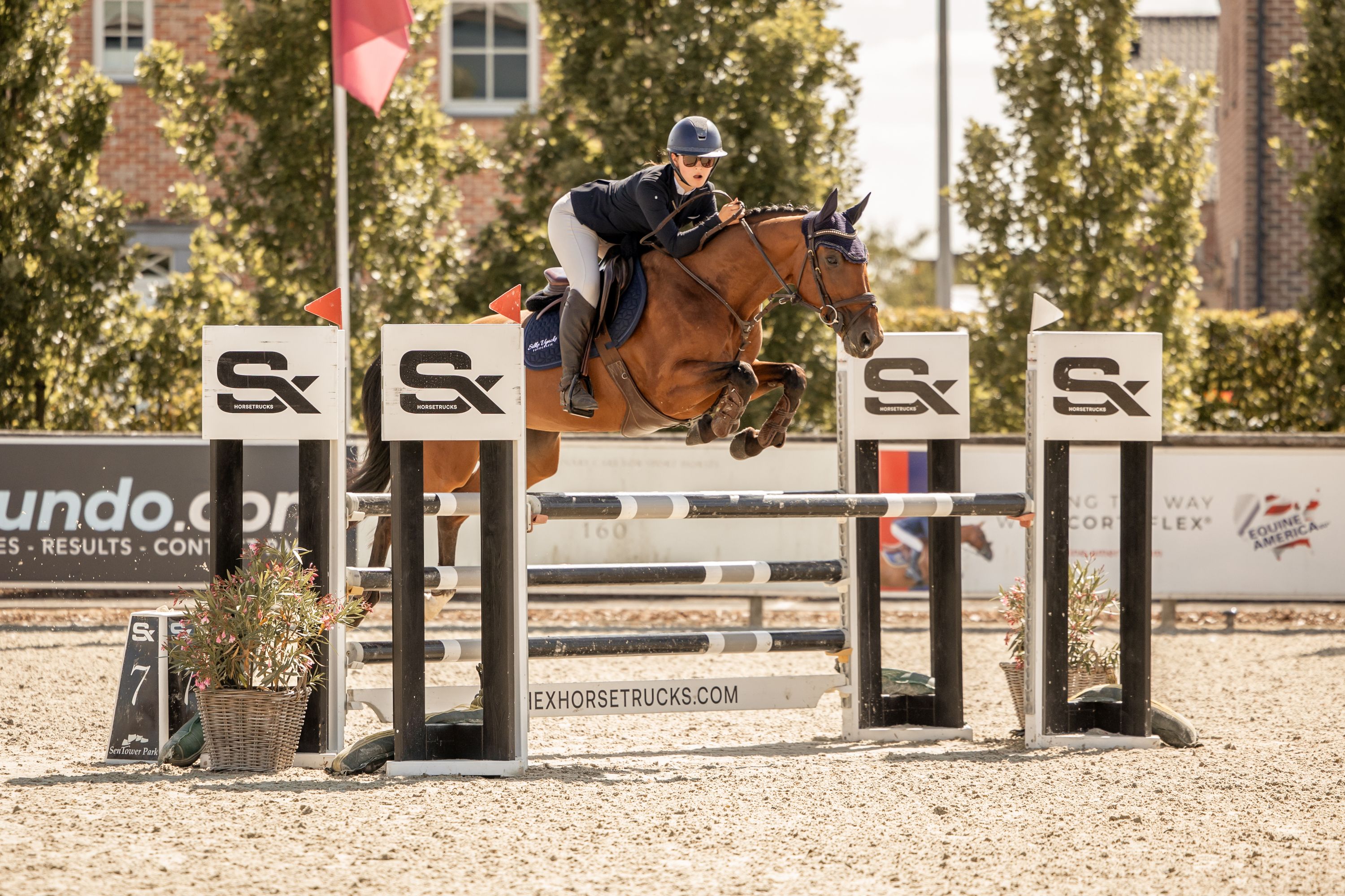 zangersheide springpaard merrie 10 años bruin en venta - Foto 5