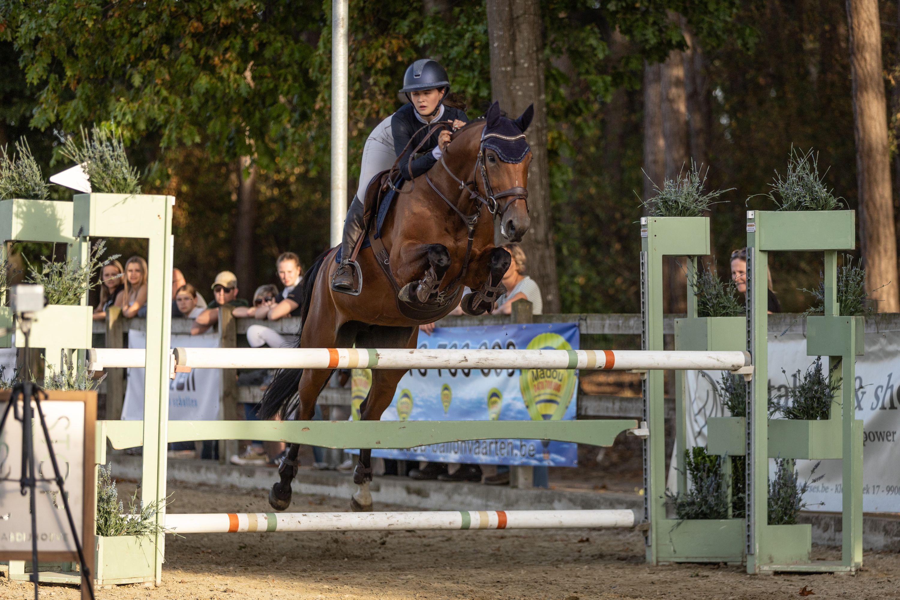 zangersheide springpaard merrie 10 años bruin en venta - Foto 4