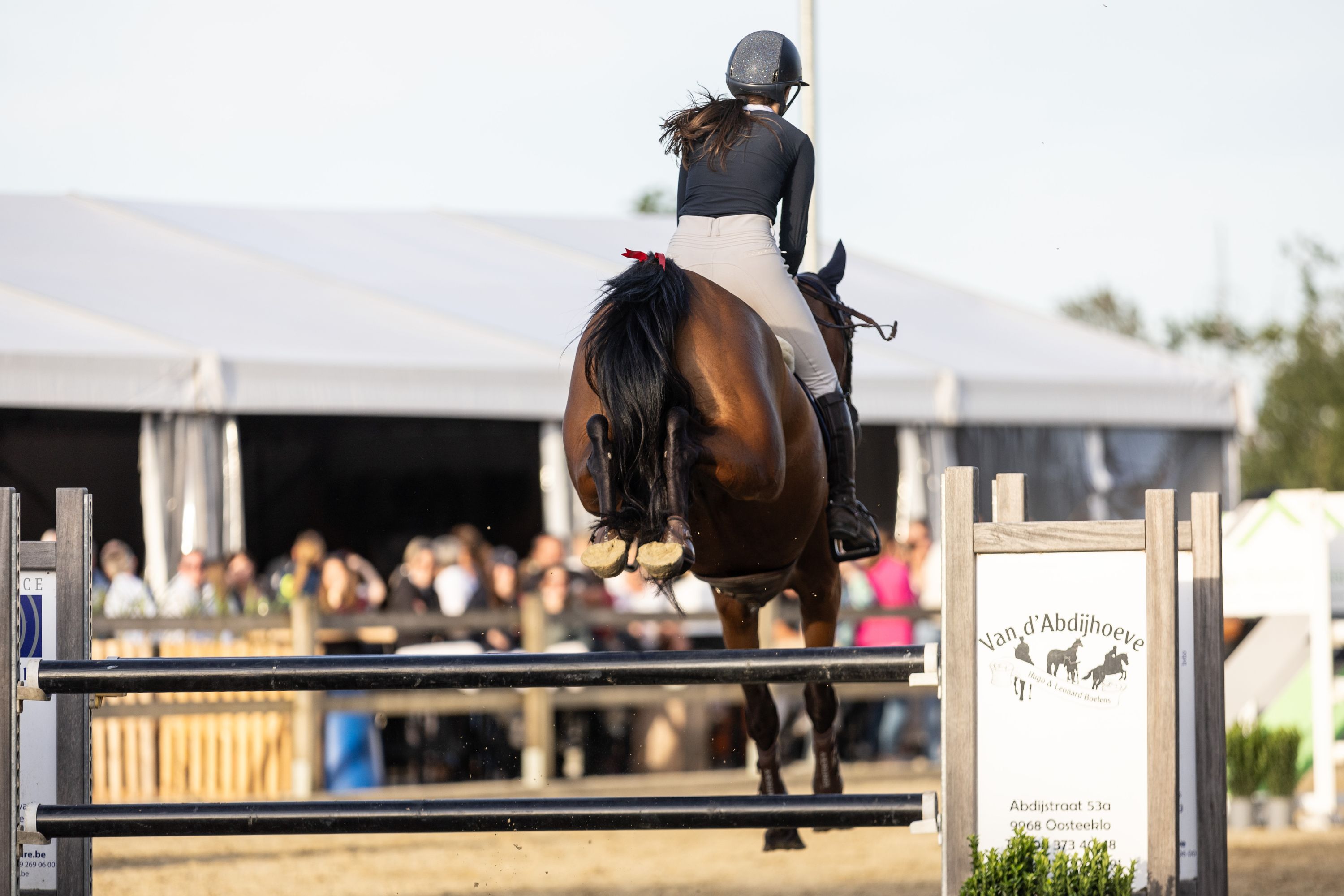 zangersheide springpaard merrie 10 años bruin en venta - Foto 6