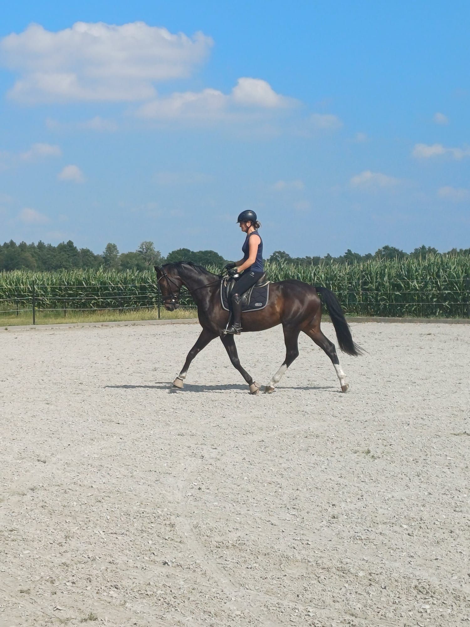 kwpn dressuurpaard ruin 6 years old bruin for sale - Photo 2