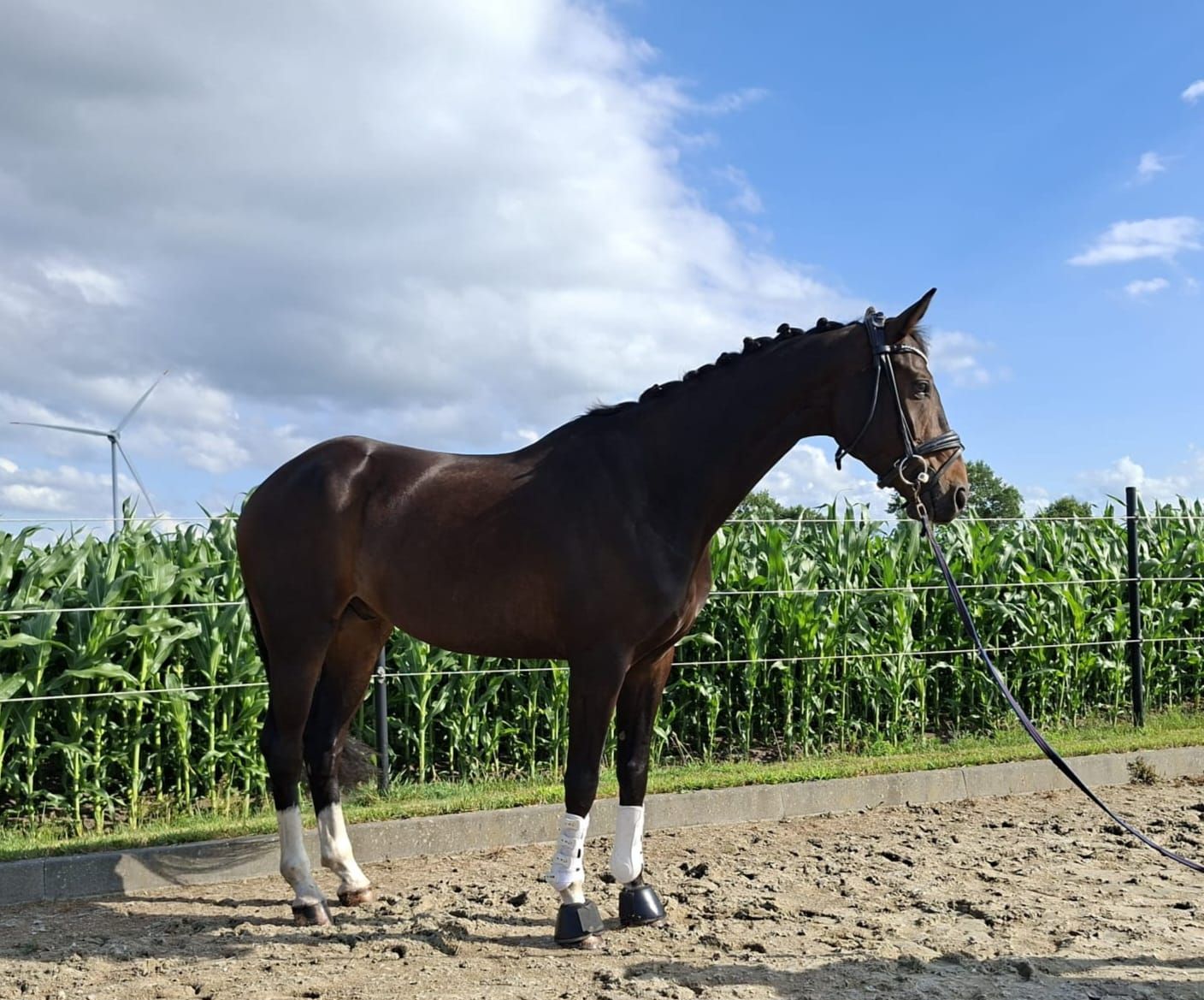 kwpn dressuurpaard ruin 6 years old bruin for sale - Photo 3