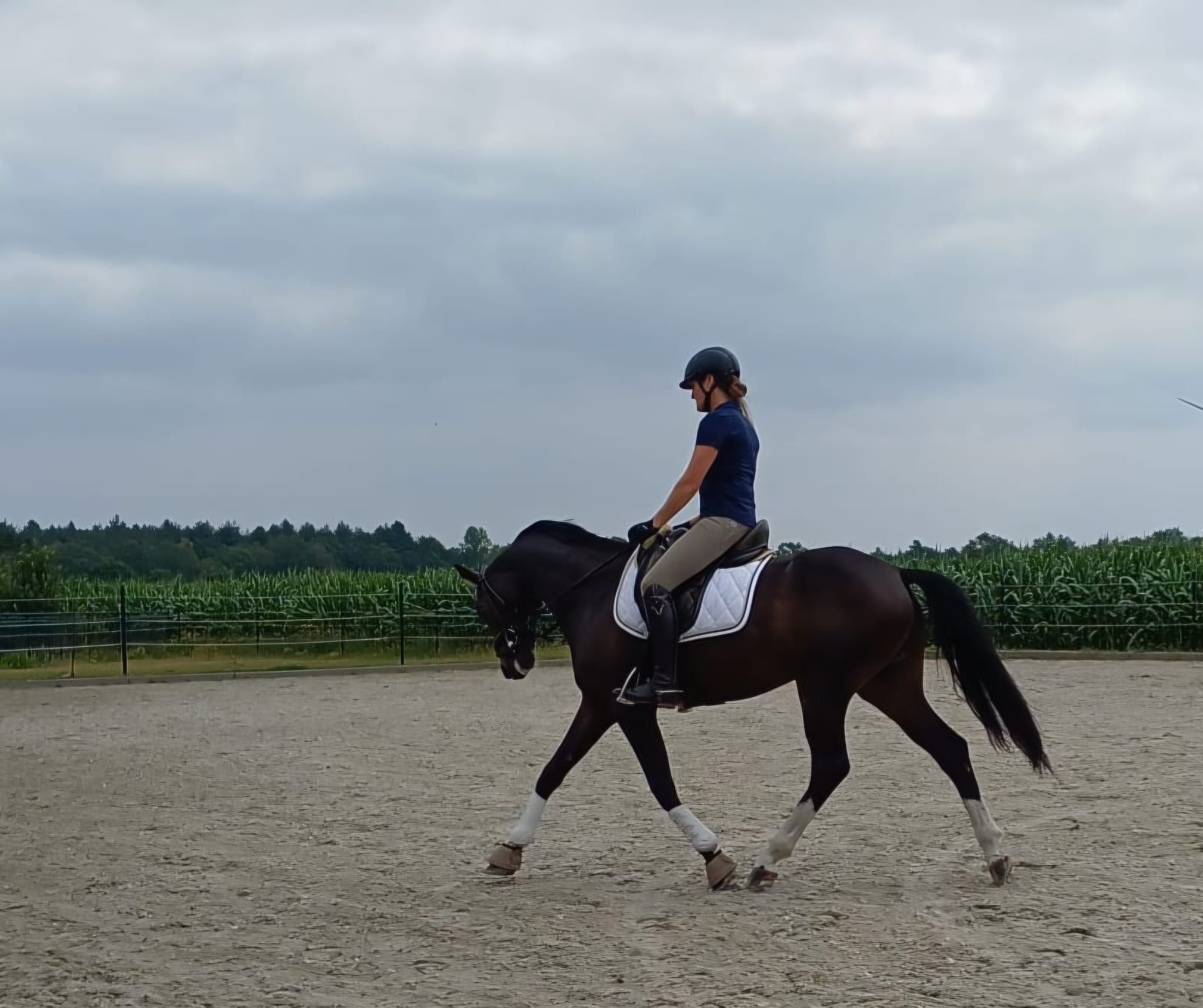 Promising horse with future potential