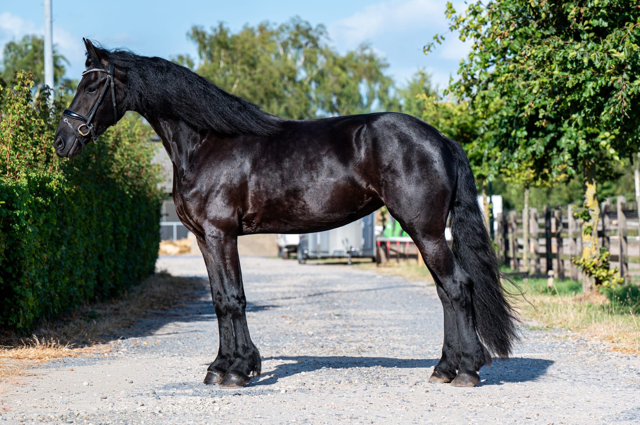 ander dressuurpaard merrie 4 år zwart till salu - Foto 4