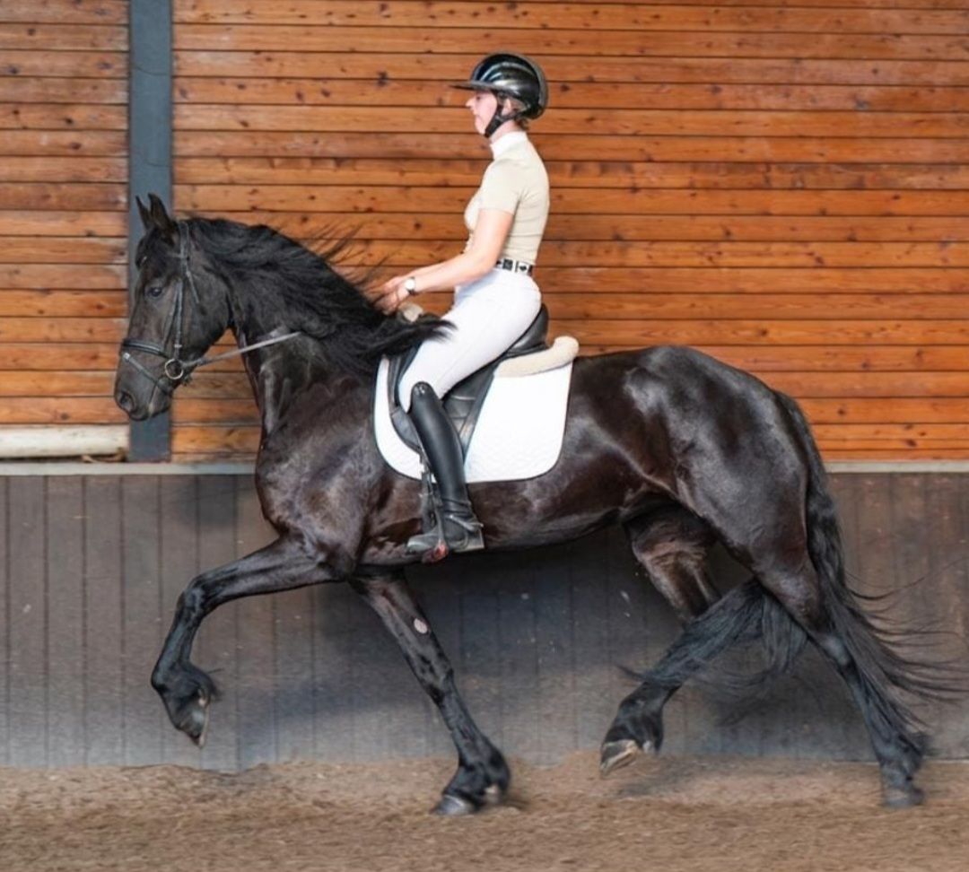 ander dressuurpaard merrie 4 år zwart till salu - Foto 2
