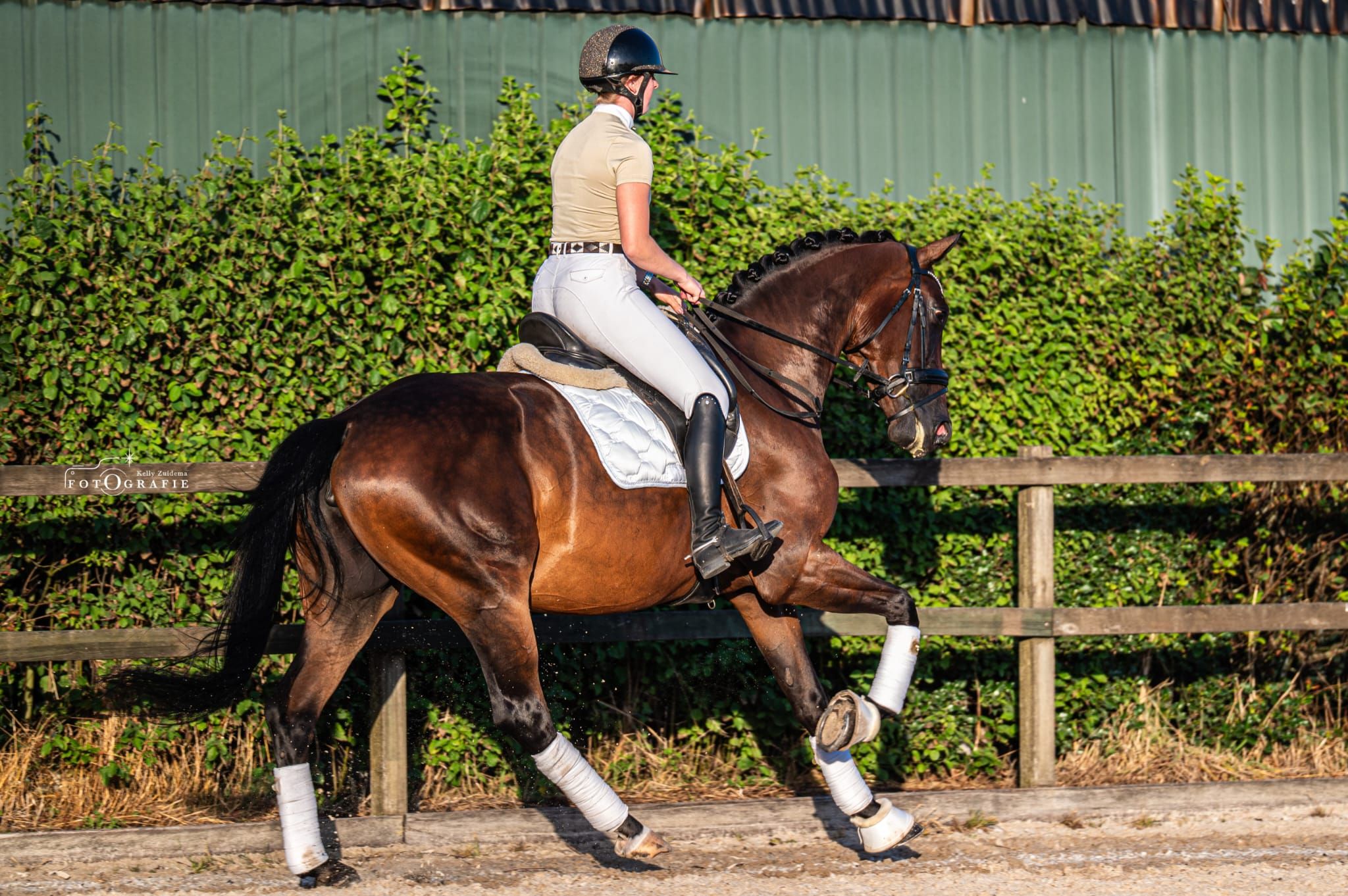 kwpn dressuurpaard merrie 7 años donkerbruin en venta - Foto 4