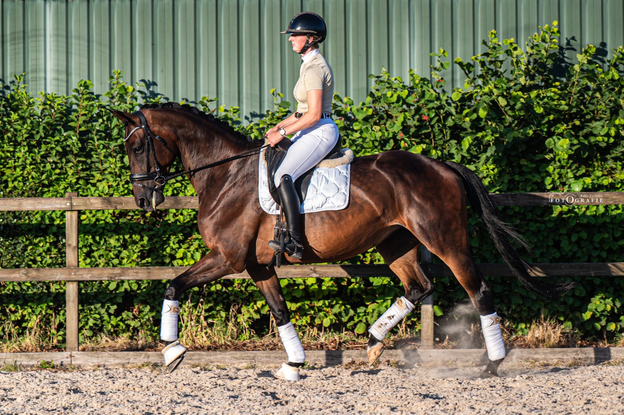 kwpn dressuurpaard merrie 7 años donkerbruin en venta - Foto 3