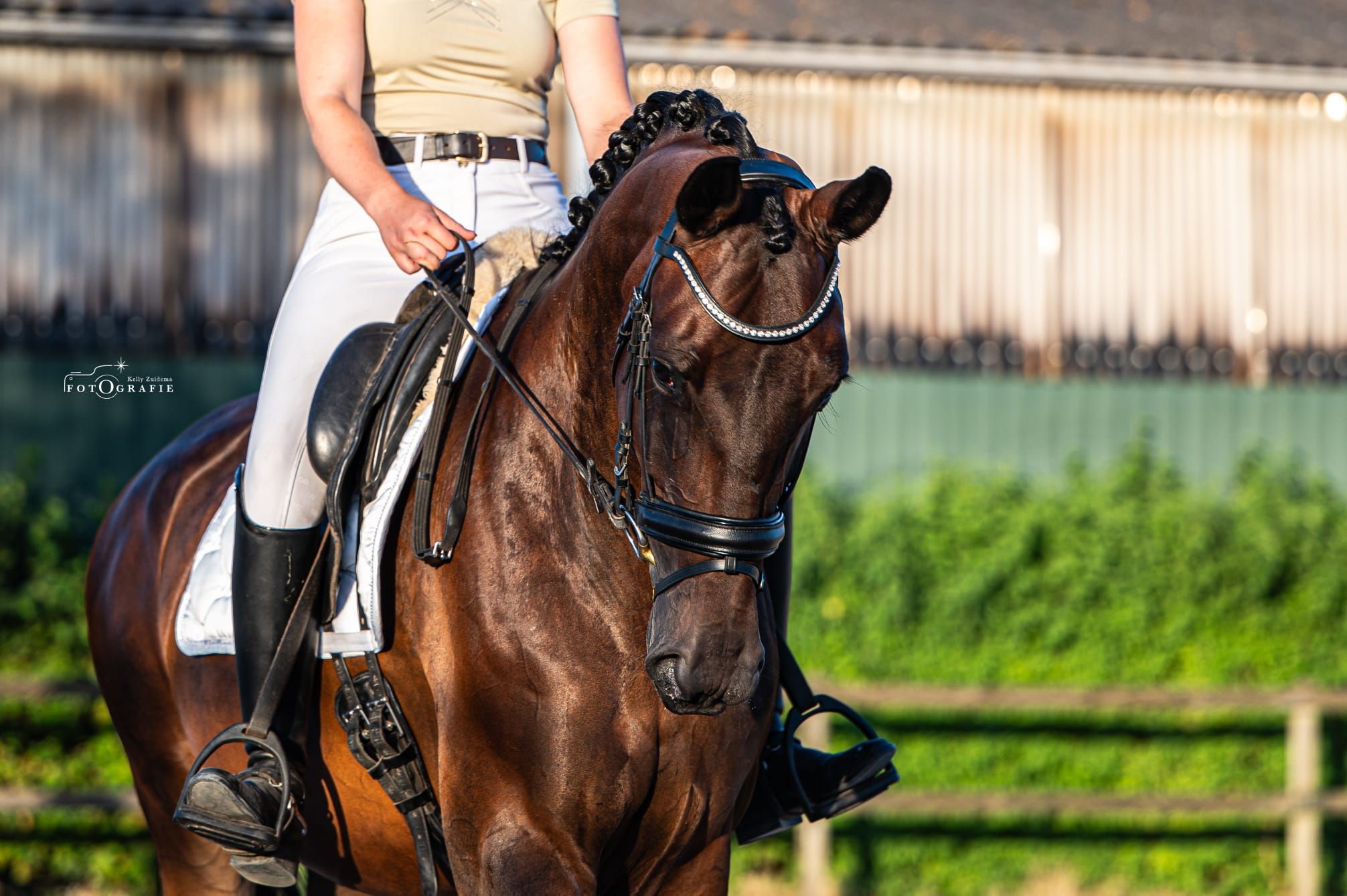 kwpn dressuurpaard merrie 7 años donkerbruin en venta - Foto 5
