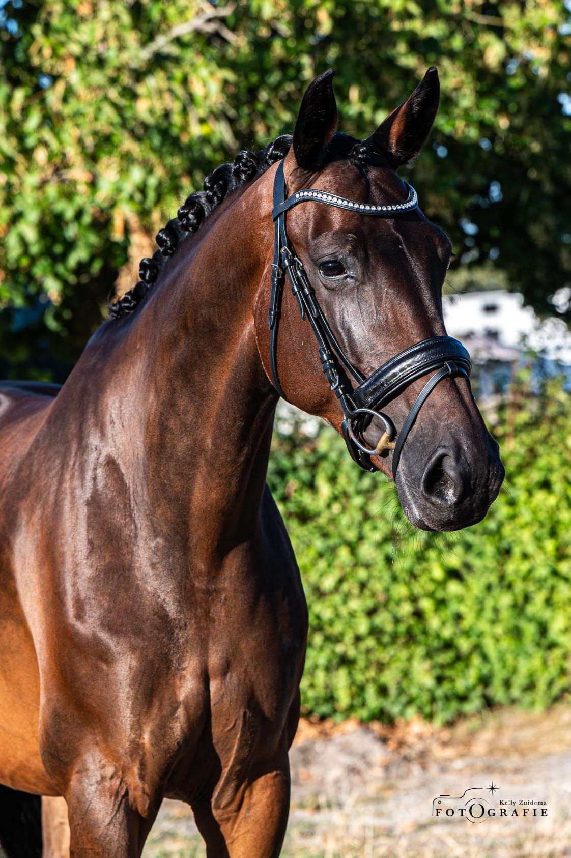 kwpn dressuurpaard merrie 7 años donkerbruin en venta - Foto 6