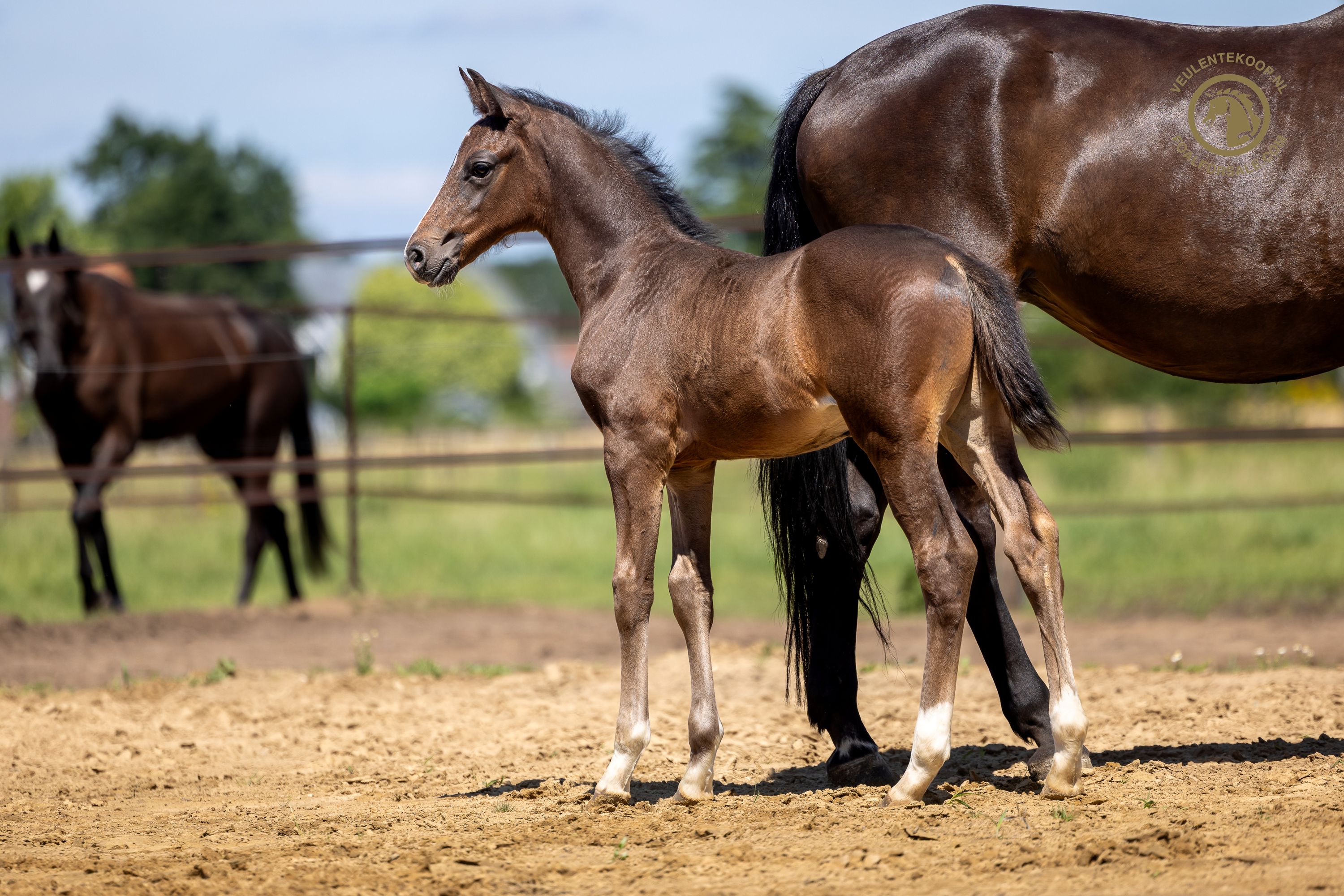 Hengstveulen Real dream x Toto JR