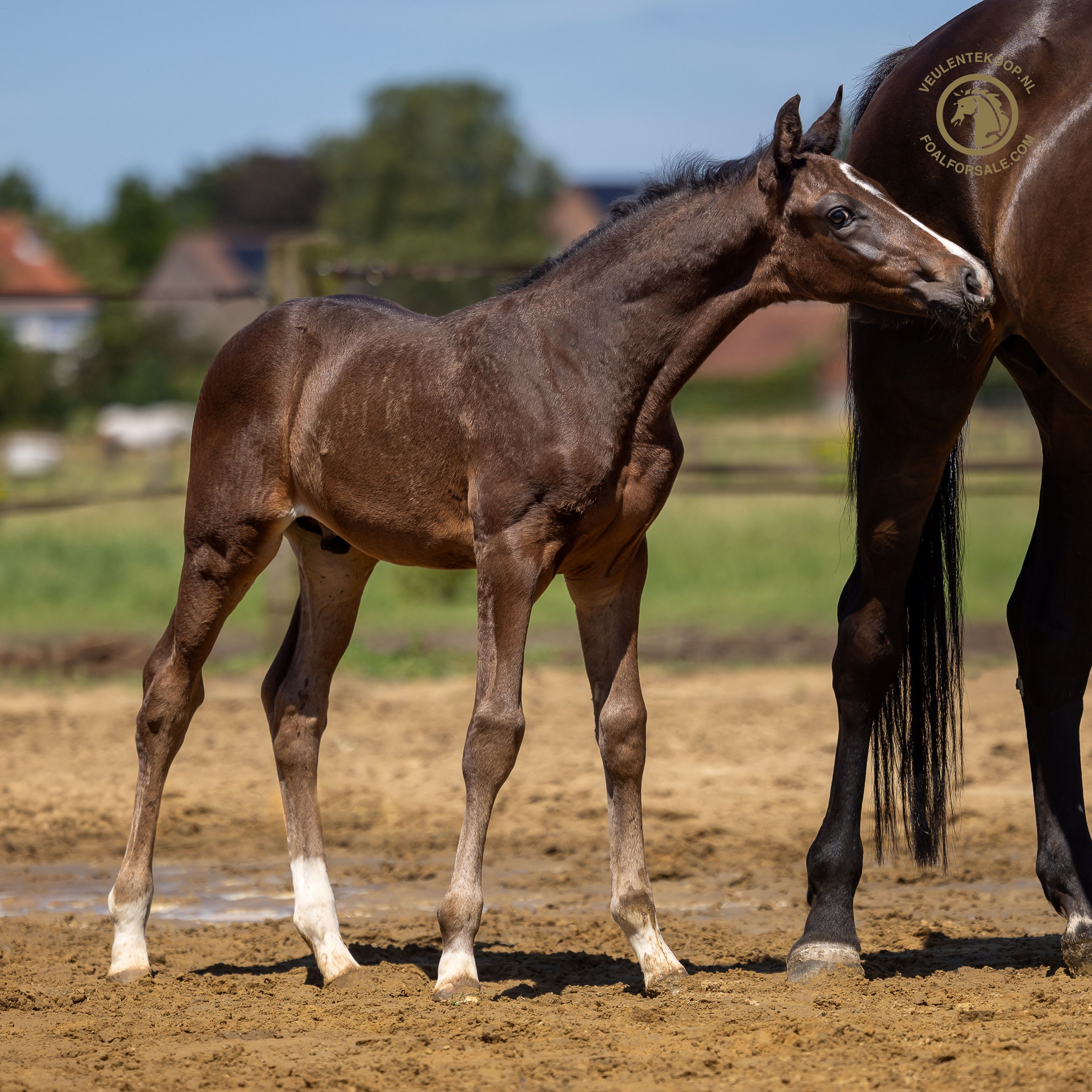 dressuurpaard hengst 0 jaar donkerbruin te koop - Foto 2