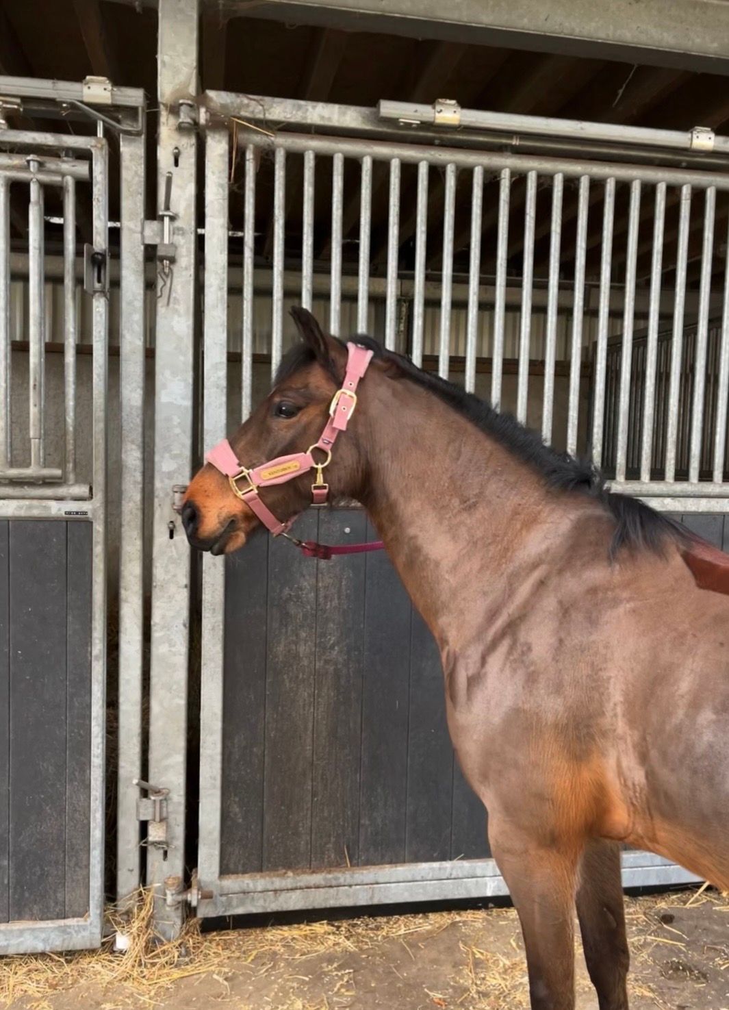 welsh allround-pony ruin 8 lat bruin na sprzedaż - Zdjęcie 2