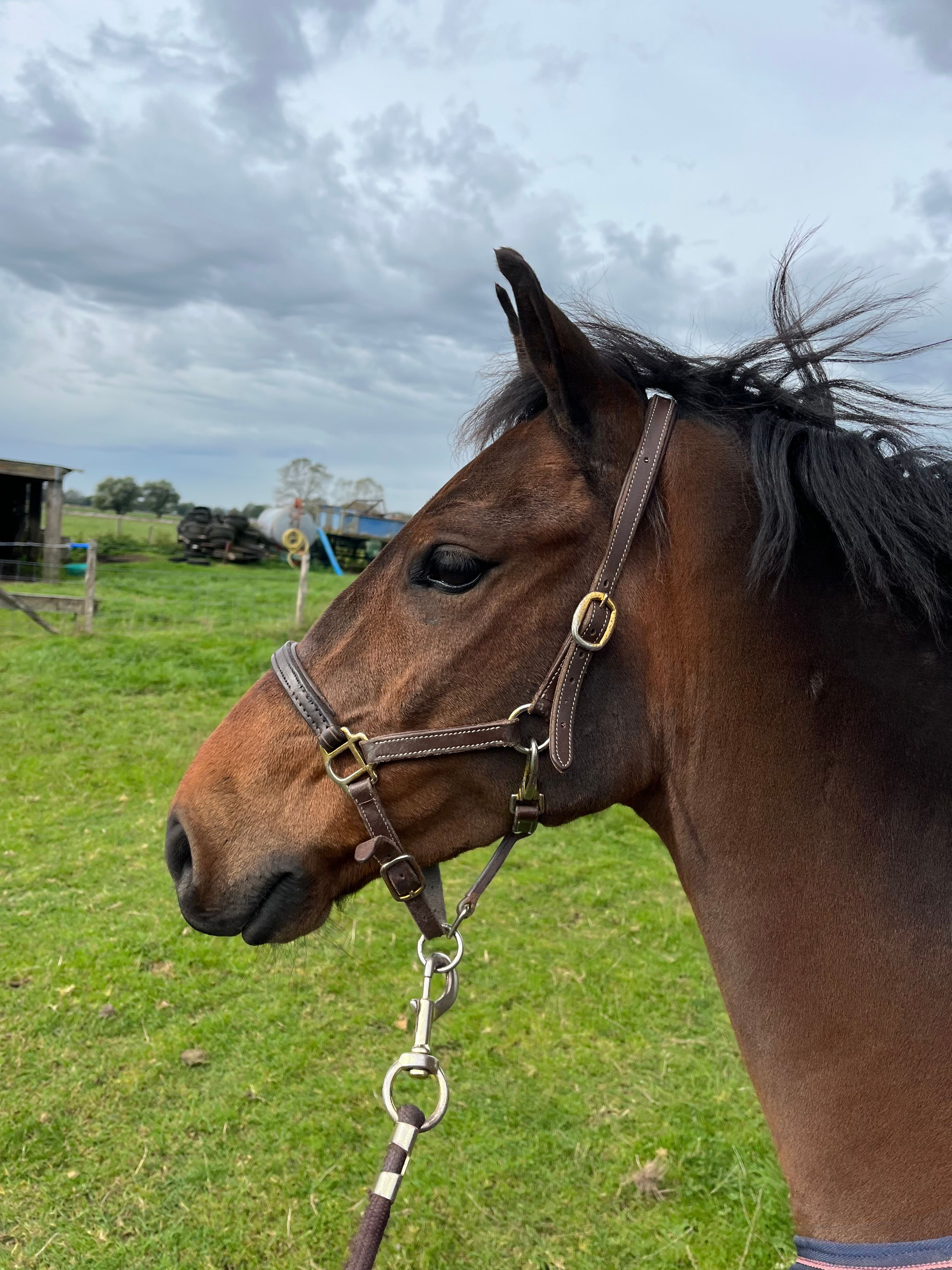 welsh allround-pony ruin 8 lat bruin na sprzedaż - Zdjęcie 5