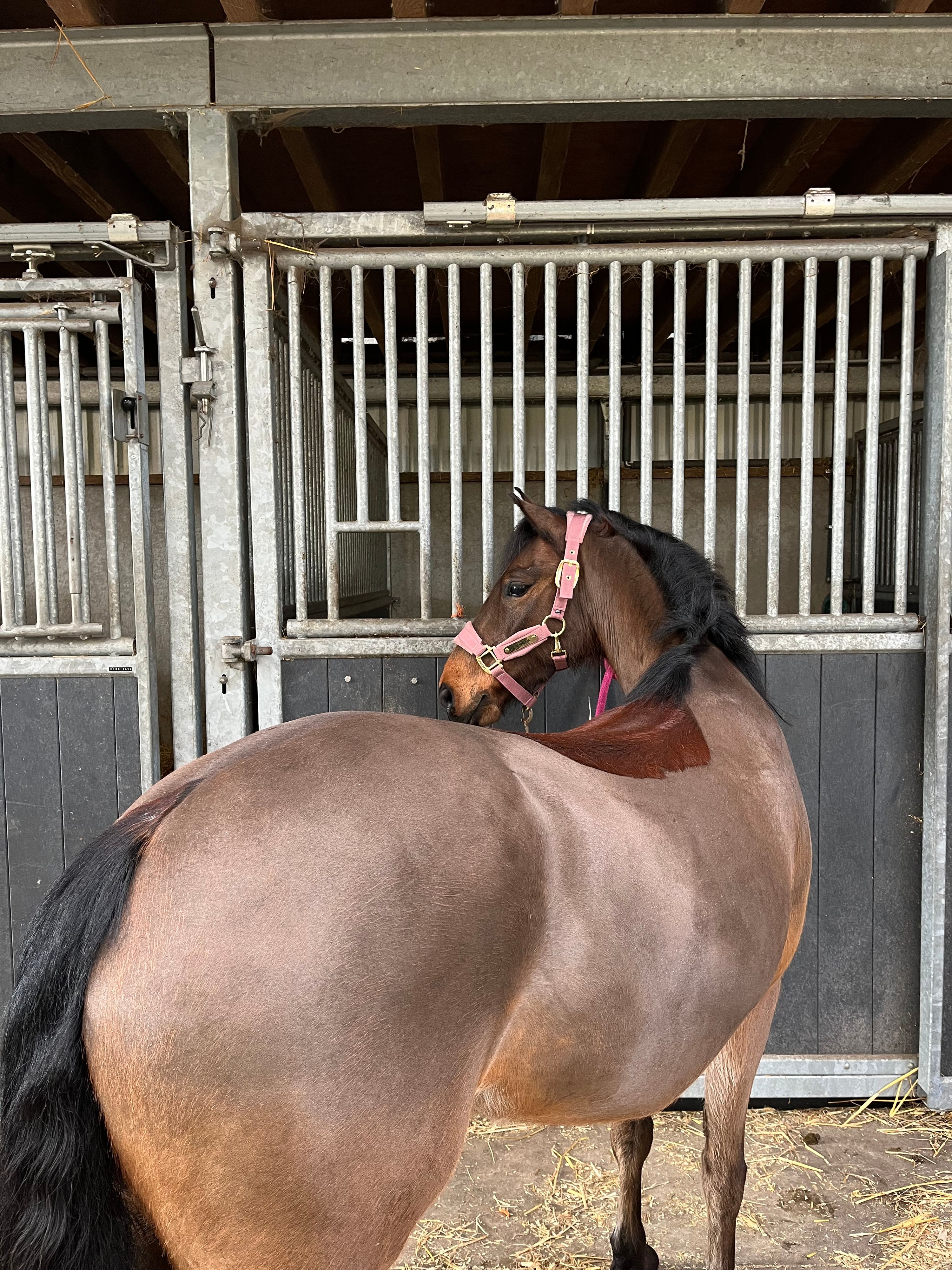welsh allround-pony ruin 8 lat bruin na sprzedaż - Zdjęcie 3