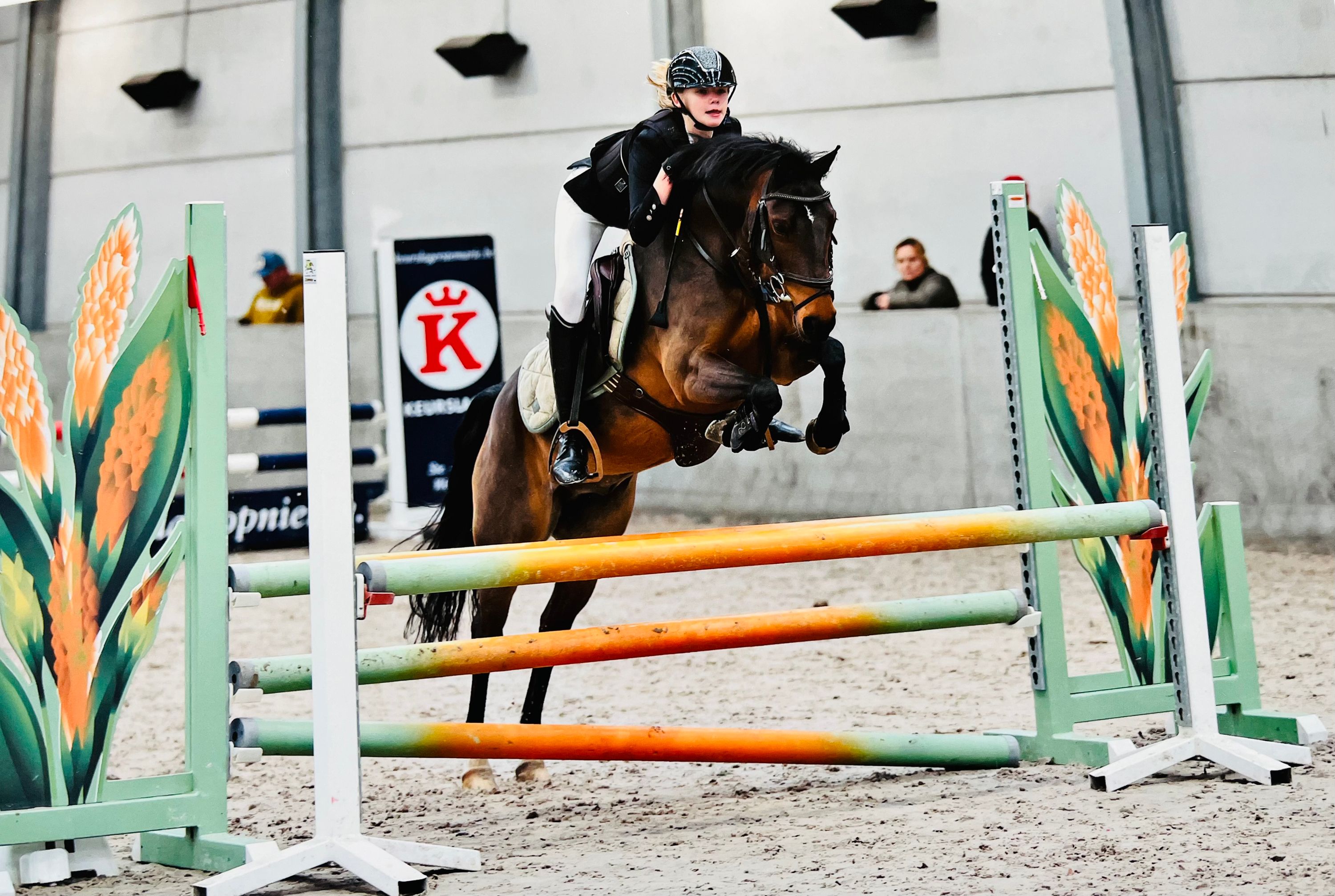 welsh allround-pony ruin 8 lat bruin na sprzedaż - Zdjęcie 6