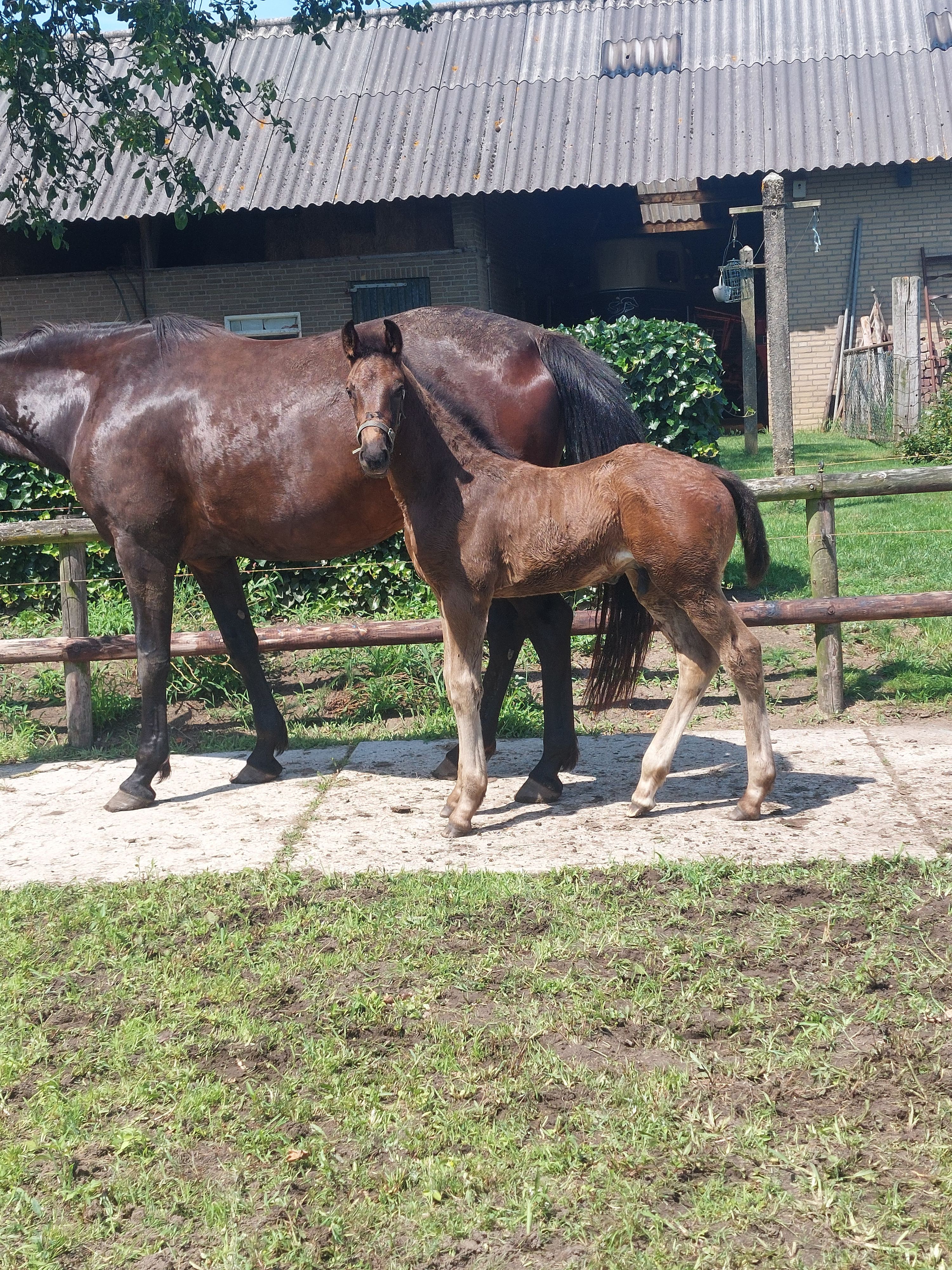 kwpn dressuurpaard hengst 0 anos donkerbruin à venda - Foto 2