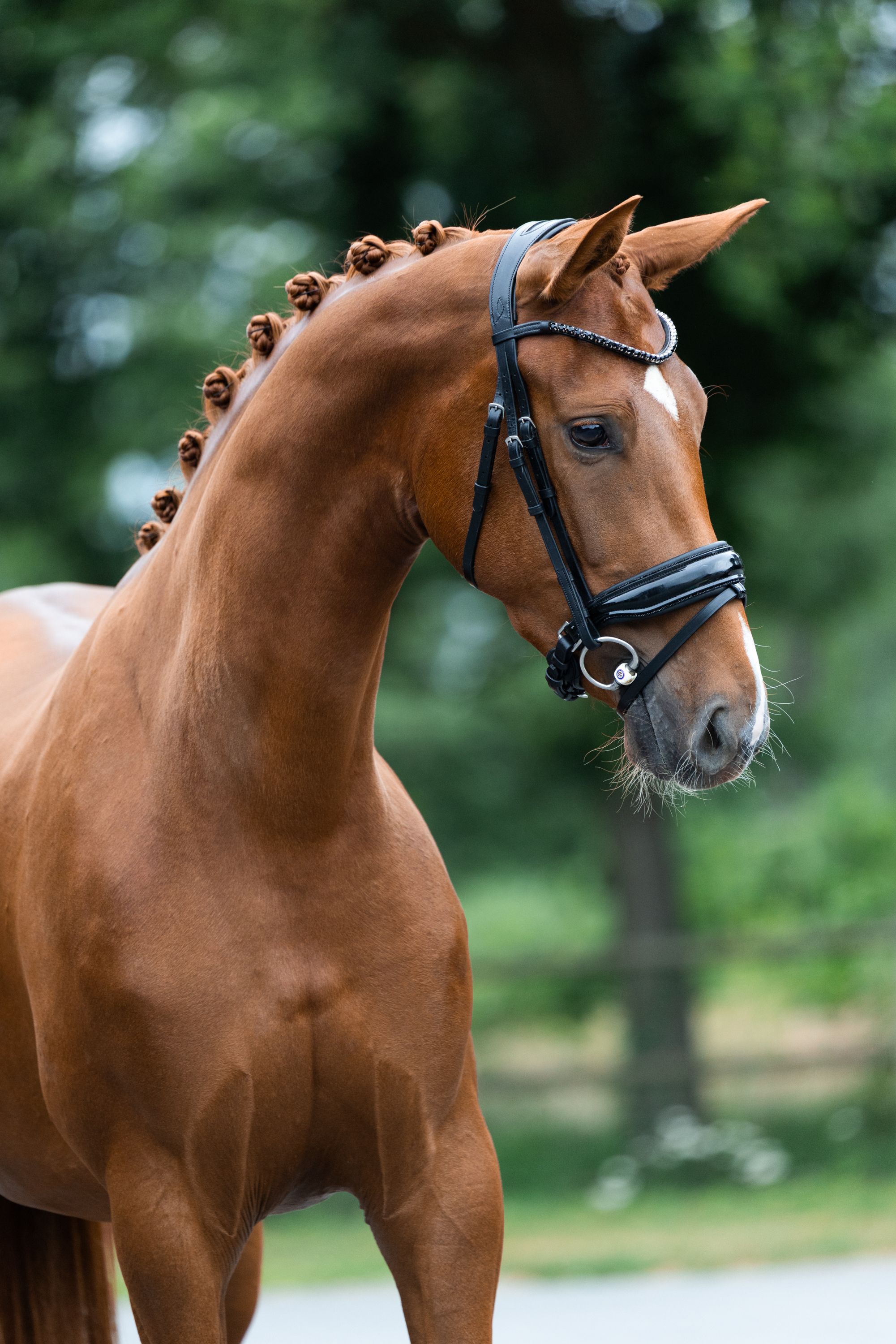 kwpn dressuurpaard merrie 3 anos vos à venda - Foto 3