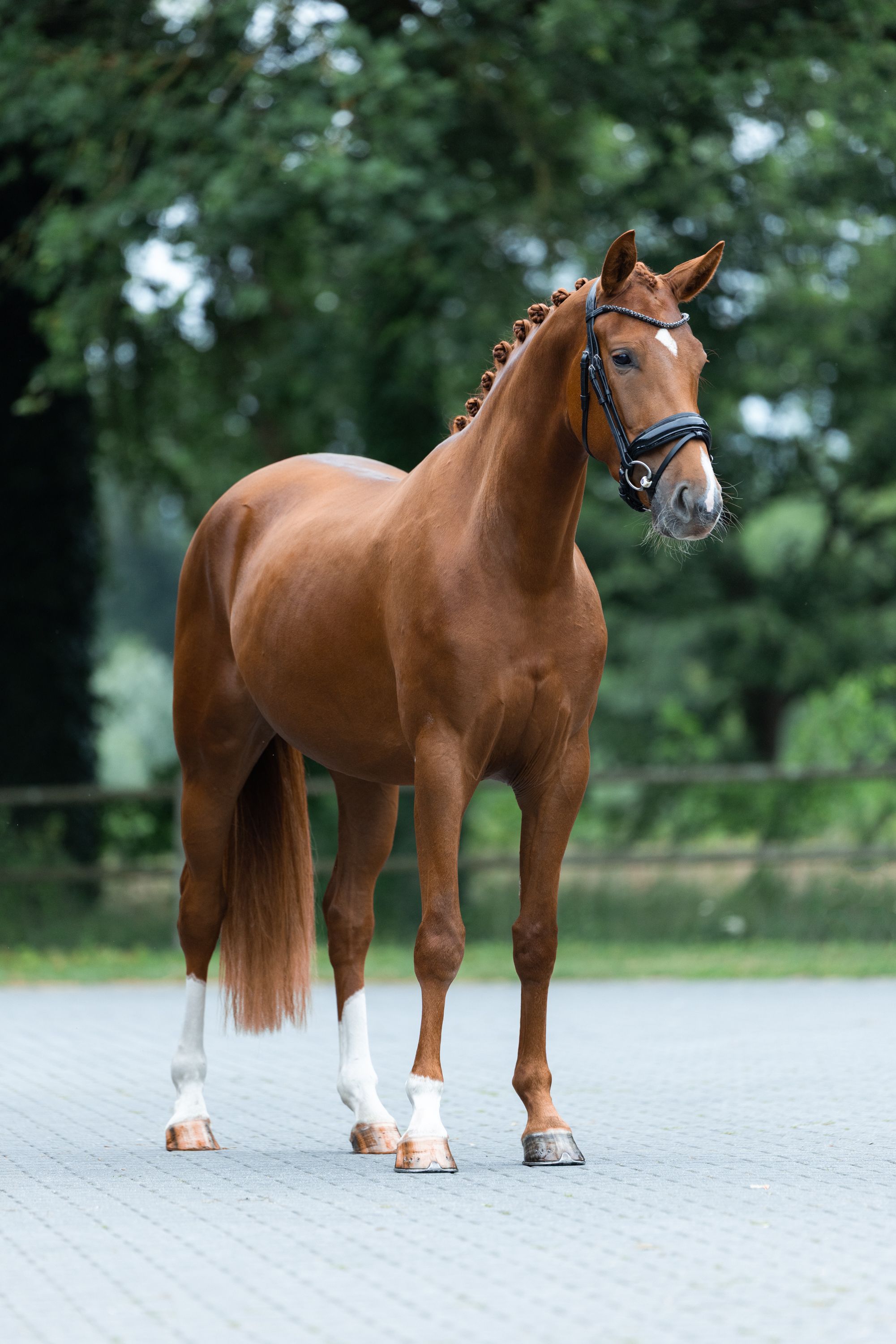 kwpn dressuurpaard merrie 3 anos vos à venda - Foto 4