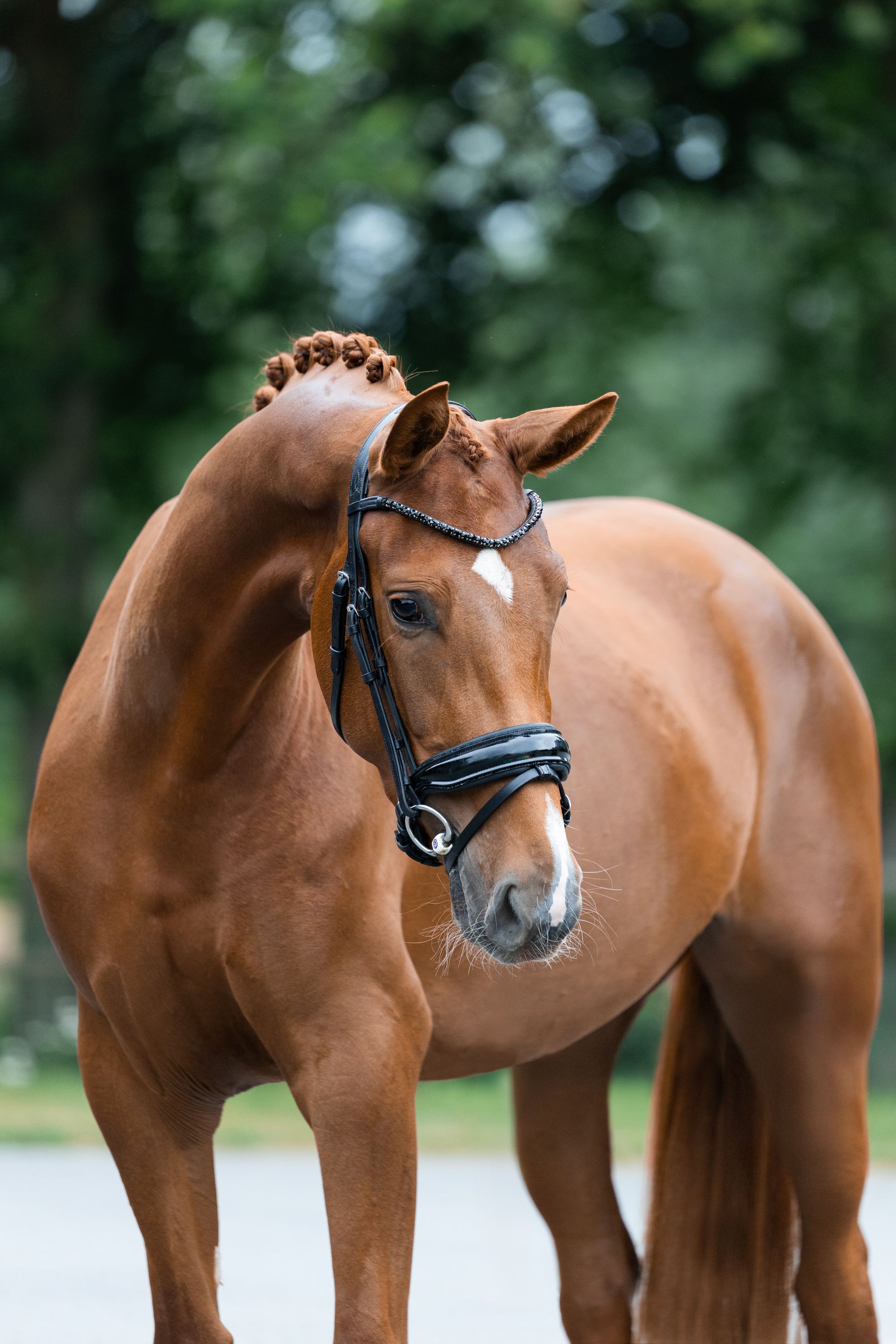 Bloedmooie goed bewegende Ferguson x Dreamboy
