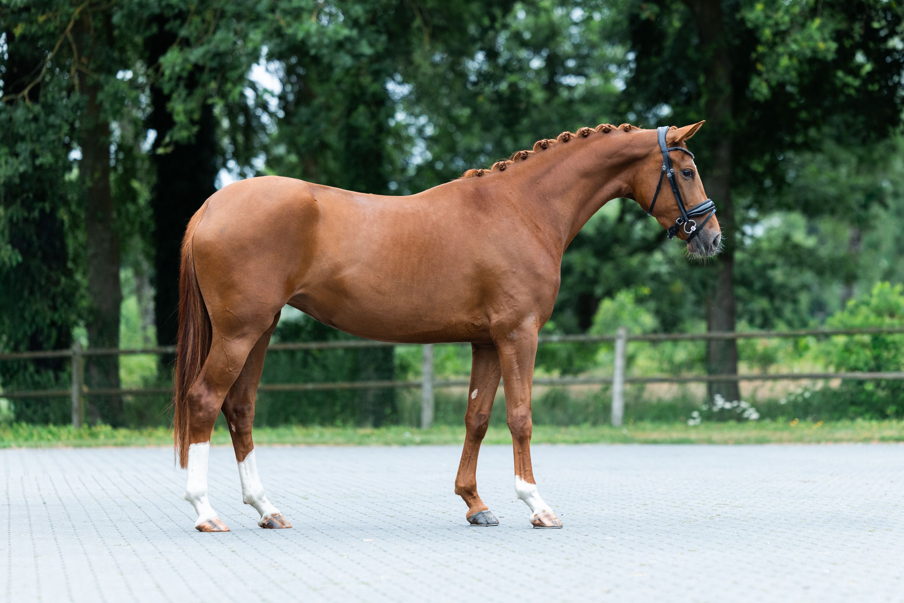 kwpn dressuurpaard merrie 3 anos vos à venda - Foto 5