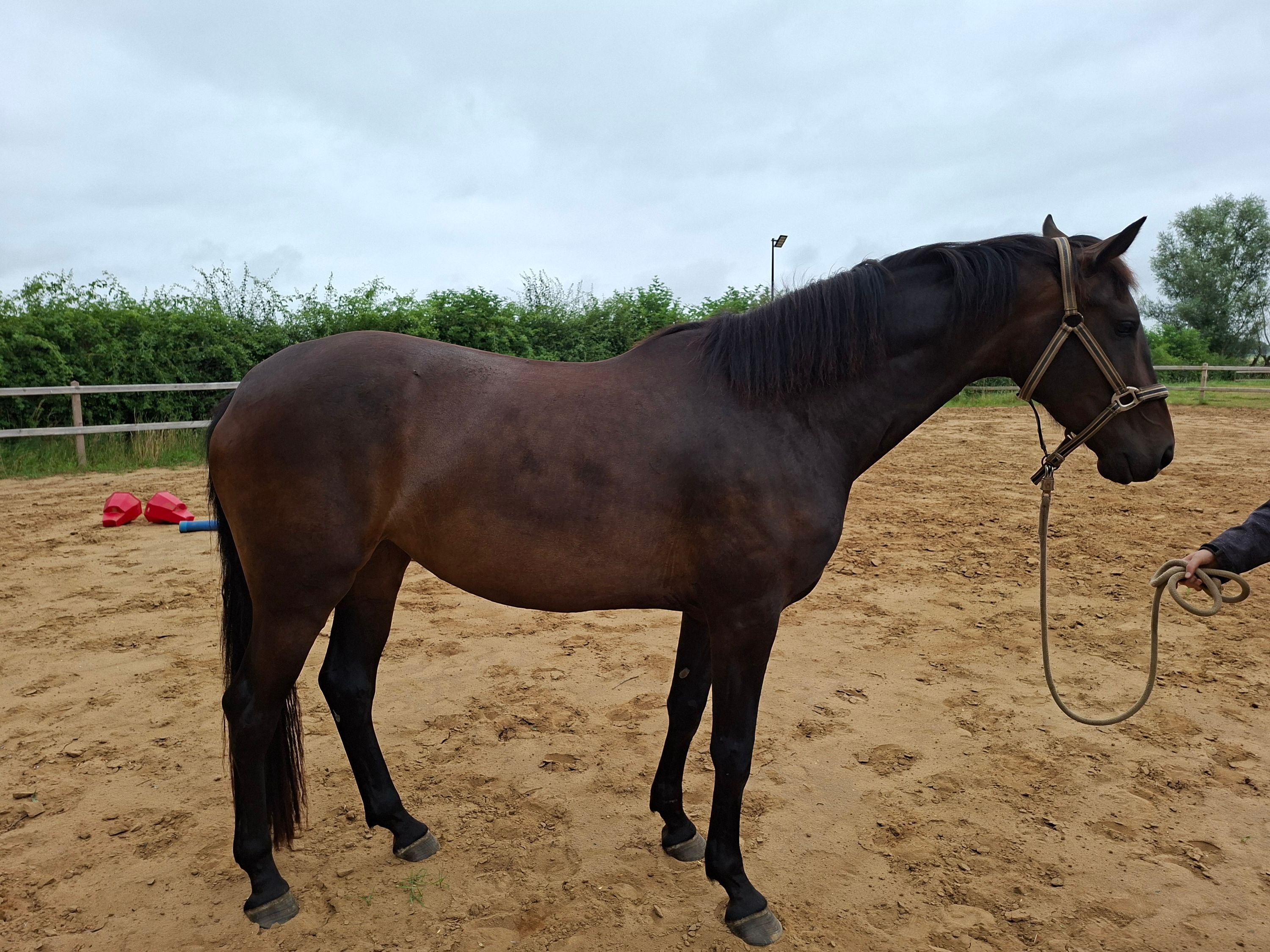 kwpn dressuurpaard merrie 4 años donkerbruin en venta - Foto 2