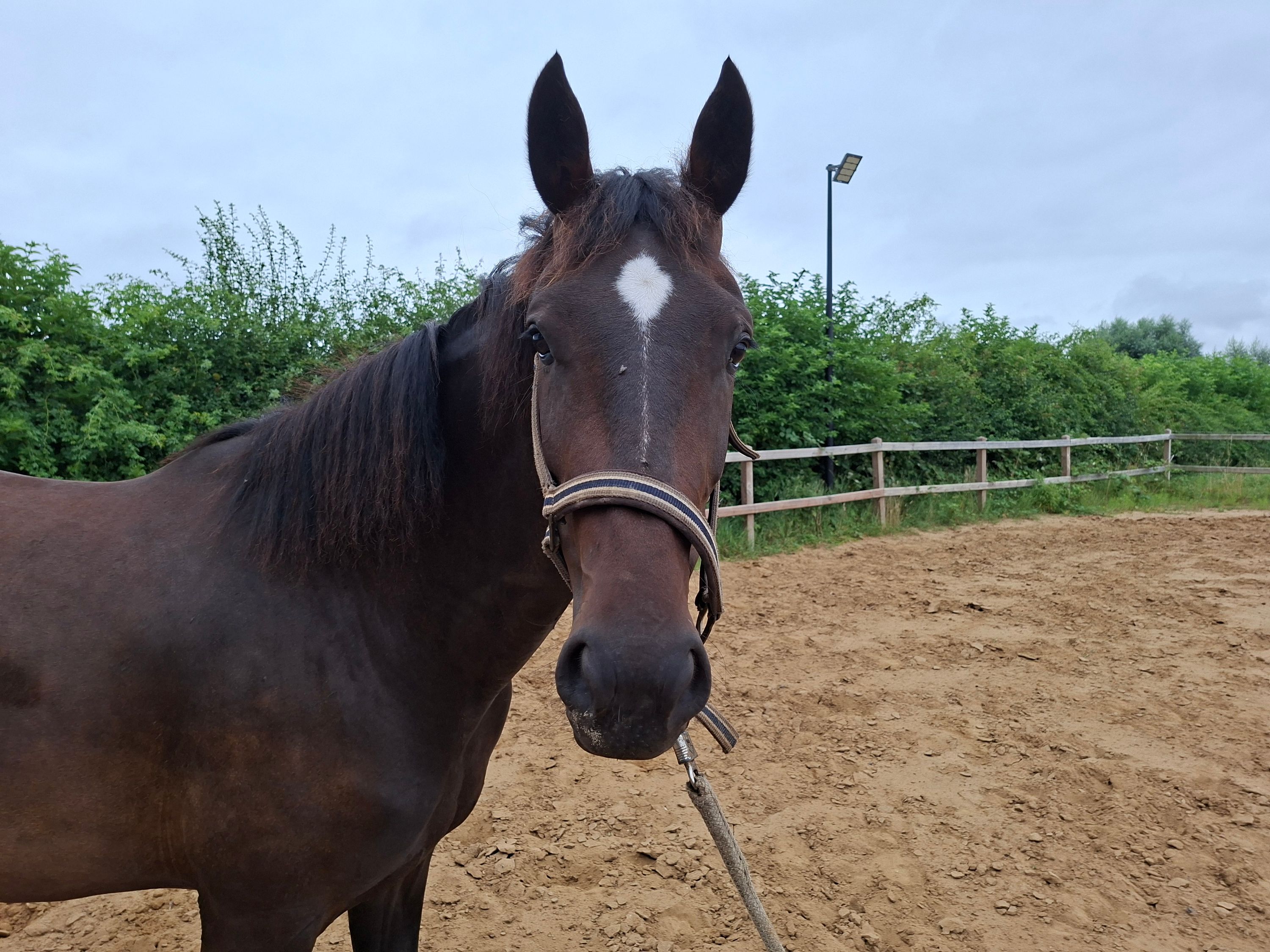 kwpn dressuurpaard merrie 4 años donkerbruin en venta - Foto 4