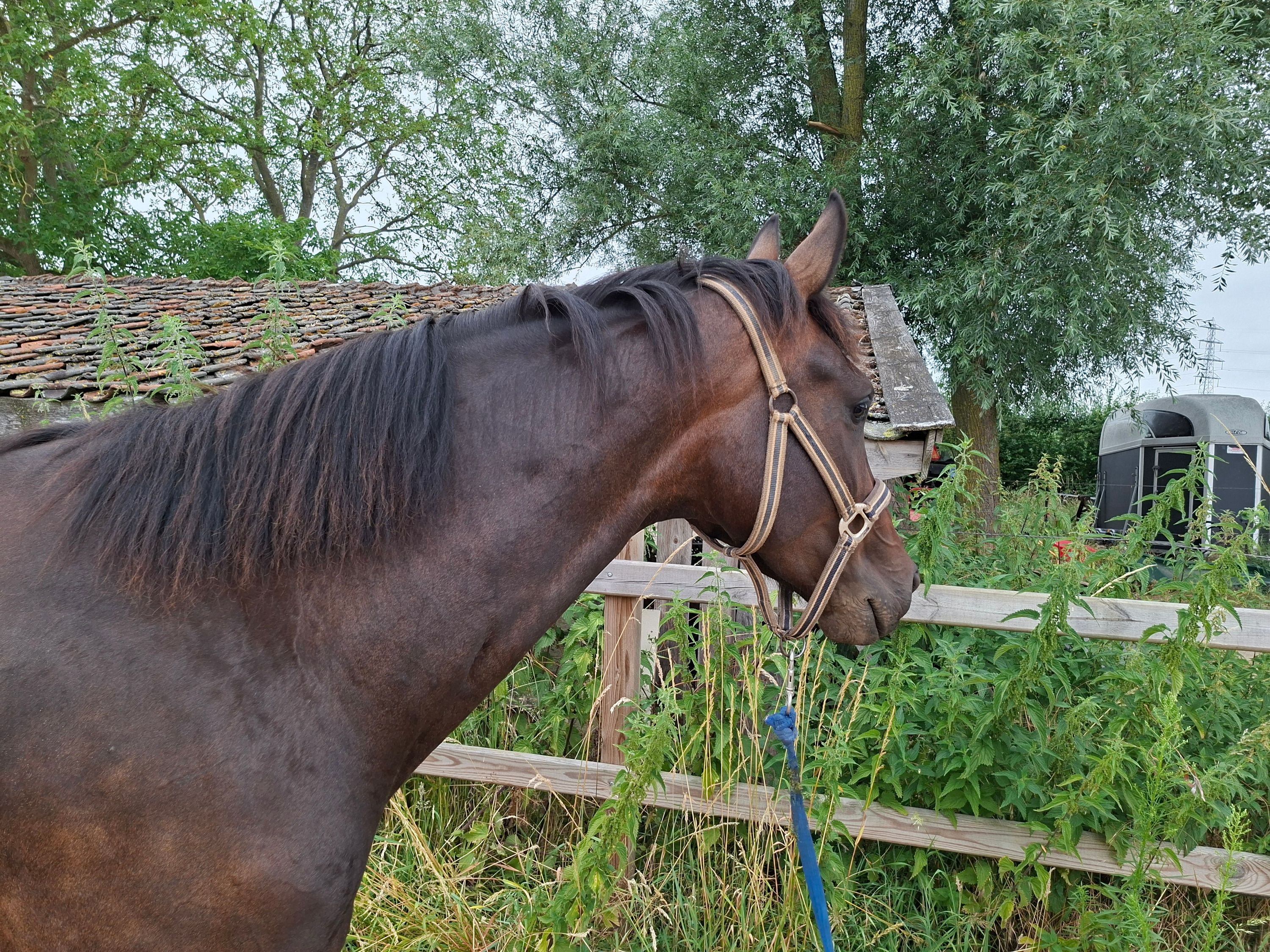 kwpn dressuurpaard merrie 4 años donkerbruin en venta - Foto 3