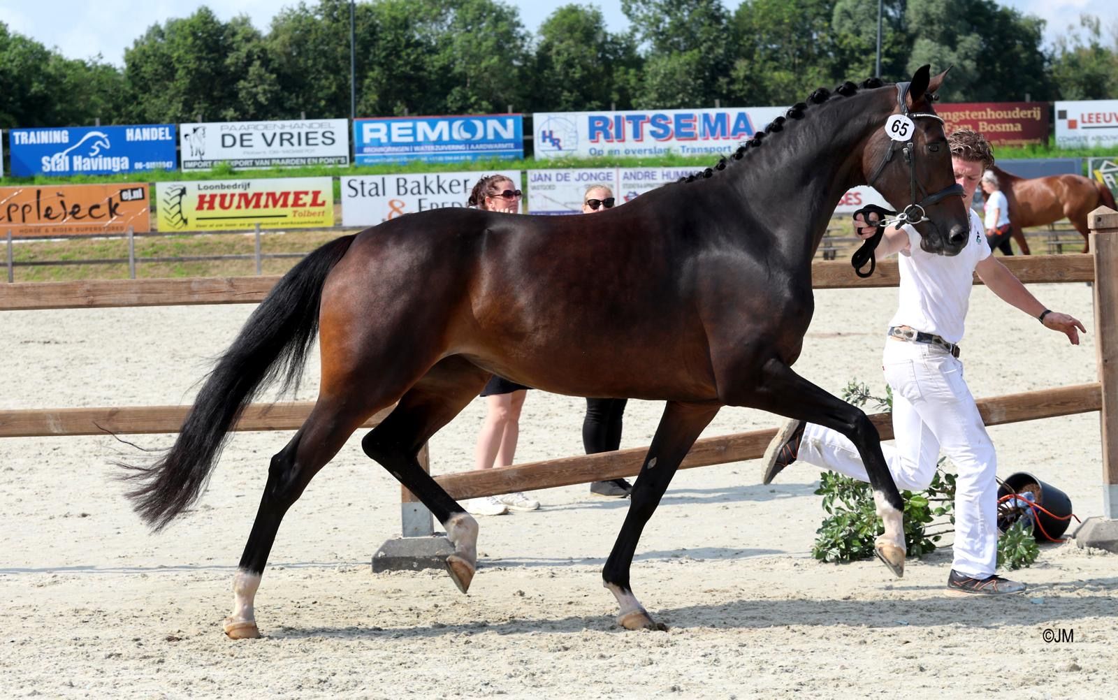 4-year-old pregnant mare Fürst Jazz x Geniaal