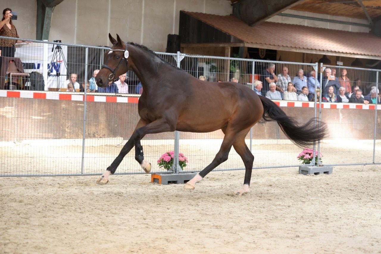 kwpn fokmerrie merrie 4 years old donkerbruin for sale - Photo 3
