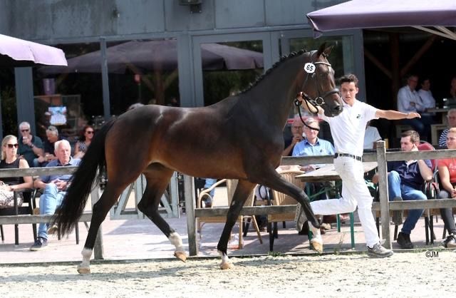 kwpn fokmerrie merrie 4 years old donkerbruin for sale - Photo 2