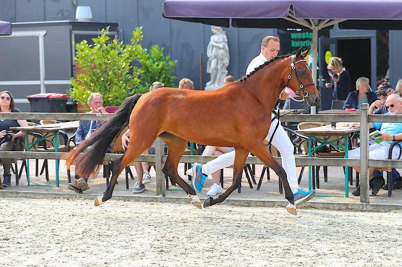 welsh allround-pony merrie 6 år bruin till salu - Foto 3