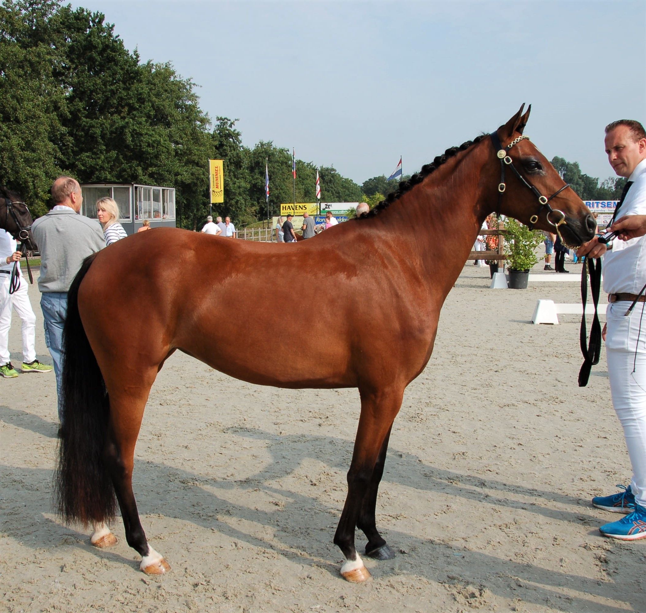 welsh allround-pony merrie 6 år bruin till salu - Foto 2