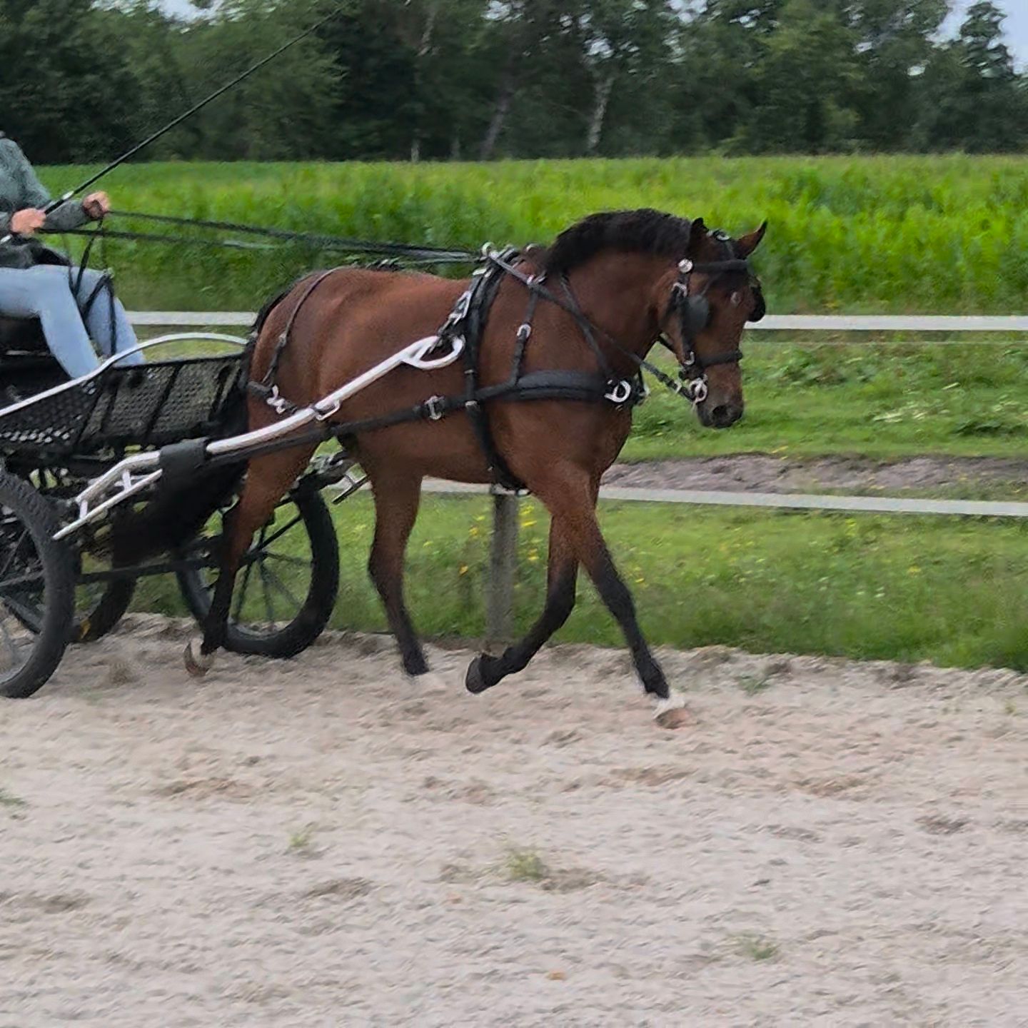welsh allround-pony merrie 6 år bruin till salu - Foto 4