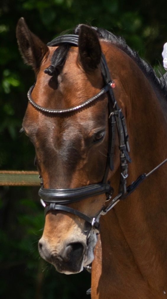 Handsome Schoolmaster, Z-level Dressage