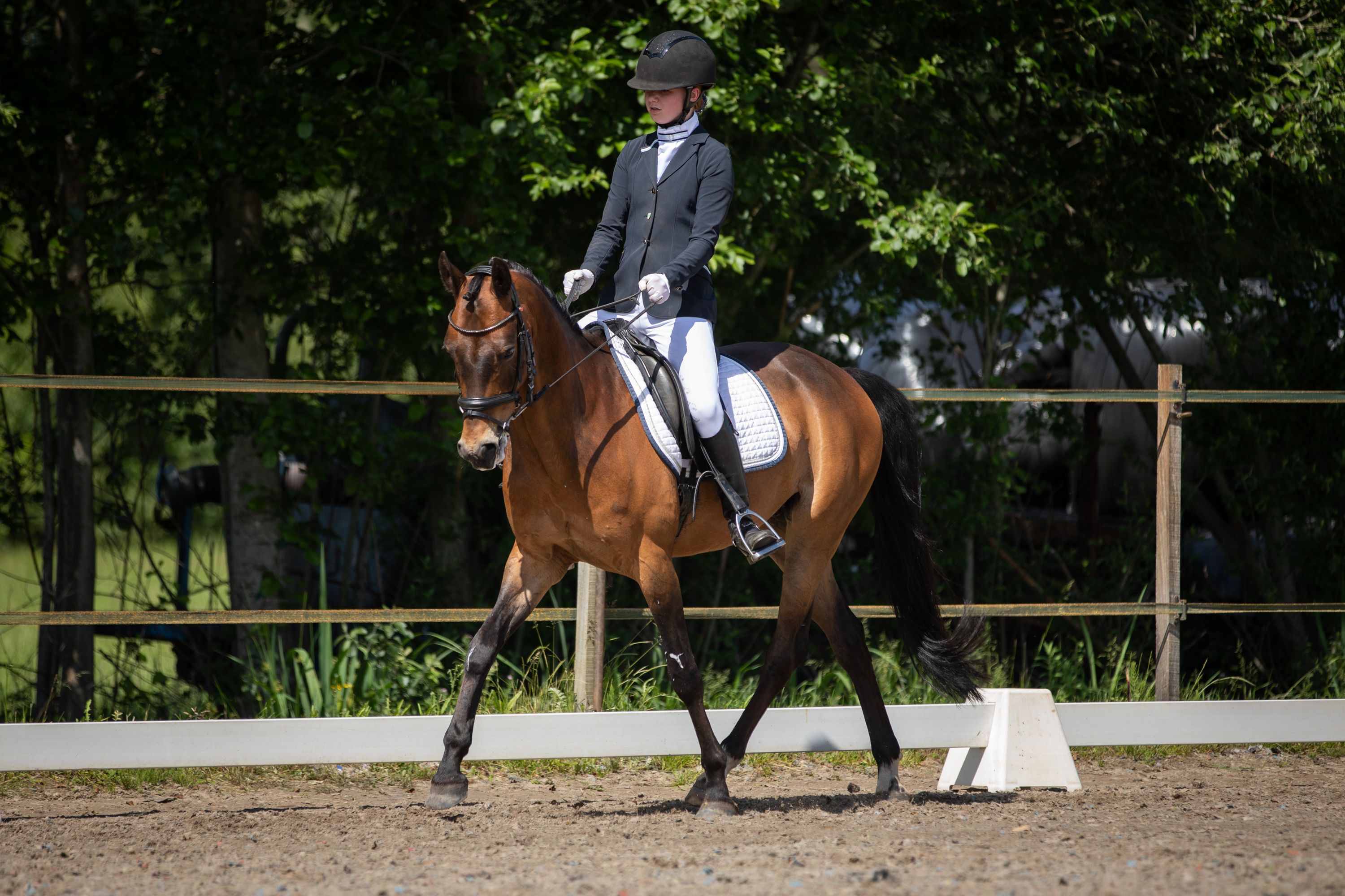 welsh allround-pony ruin 15 år donkerbruin till salu - Foto 2
